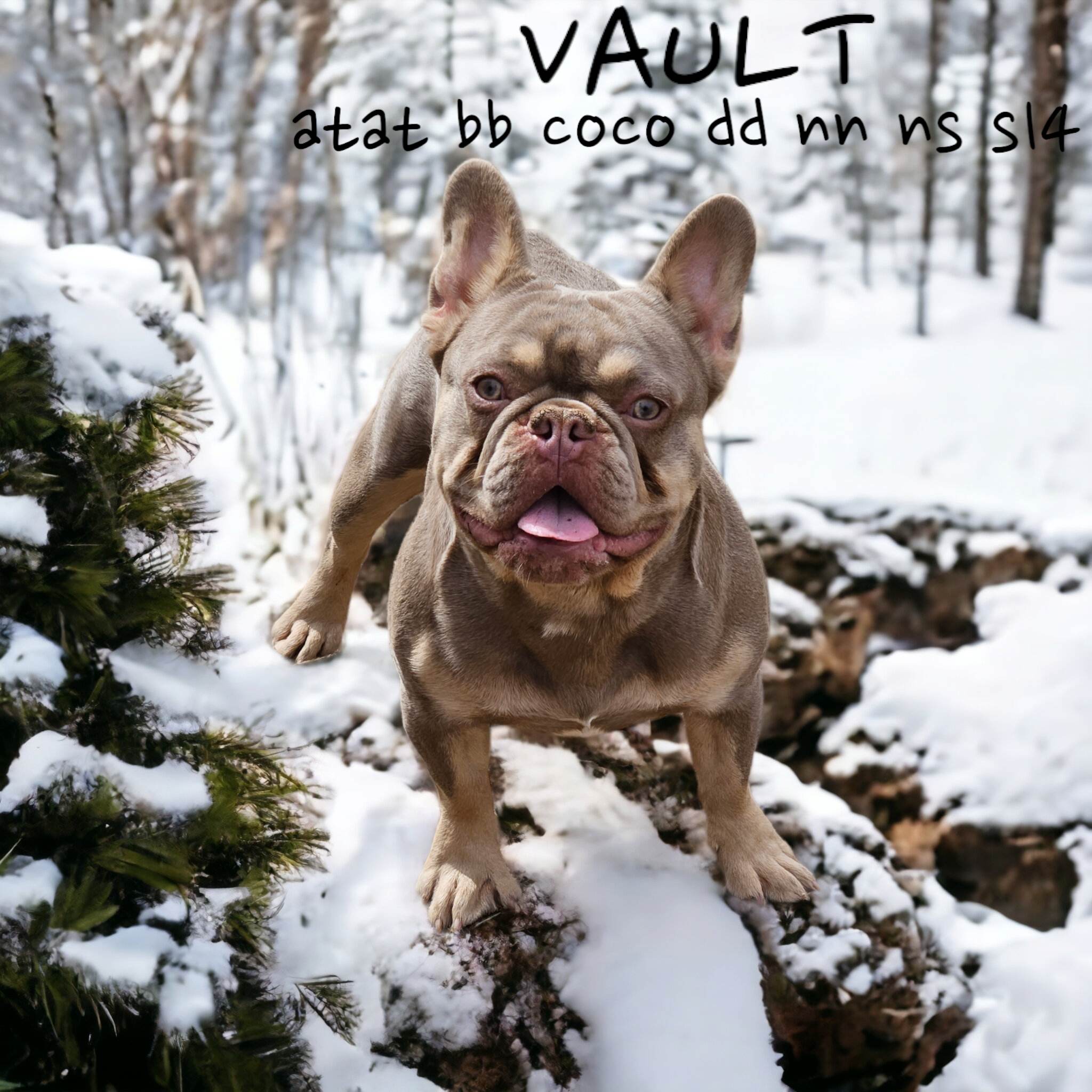 VAULT-ColoradoFrenchies-Stud-Photo