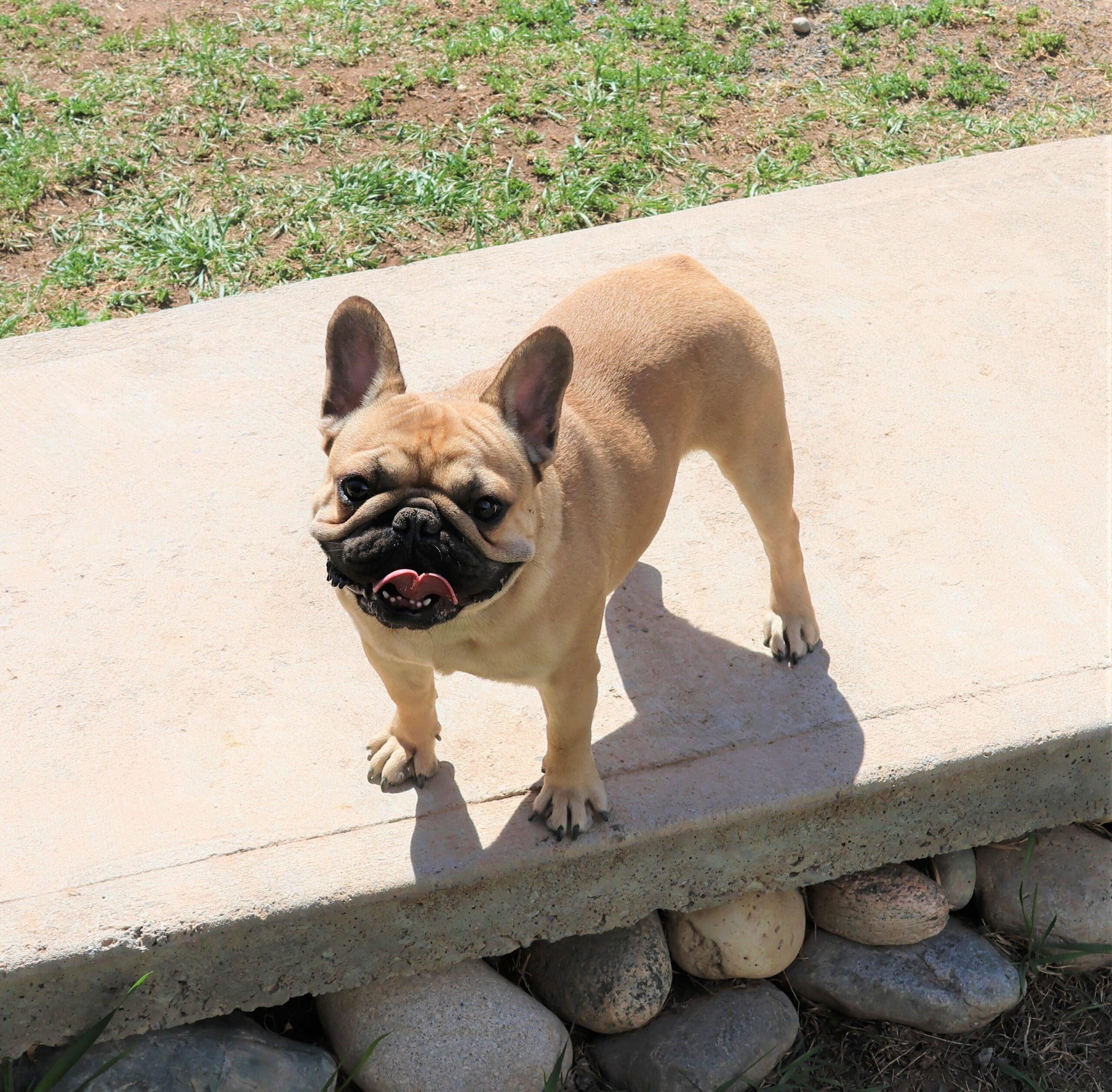 RIVAL-ColoradoFrenchies-Stud-Photo