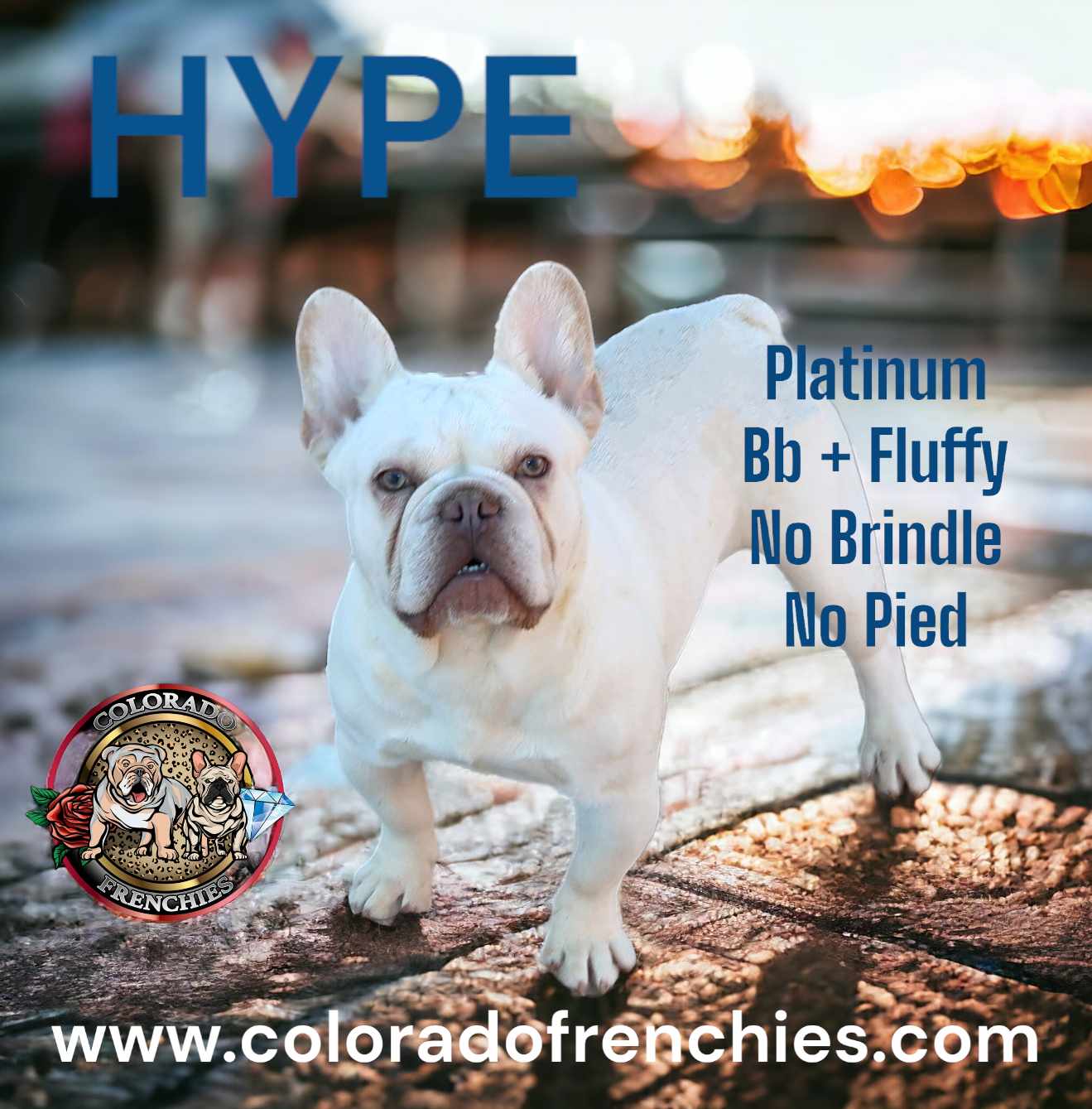 MOTLEY-ColoradoFrenchies-Stud-Photo