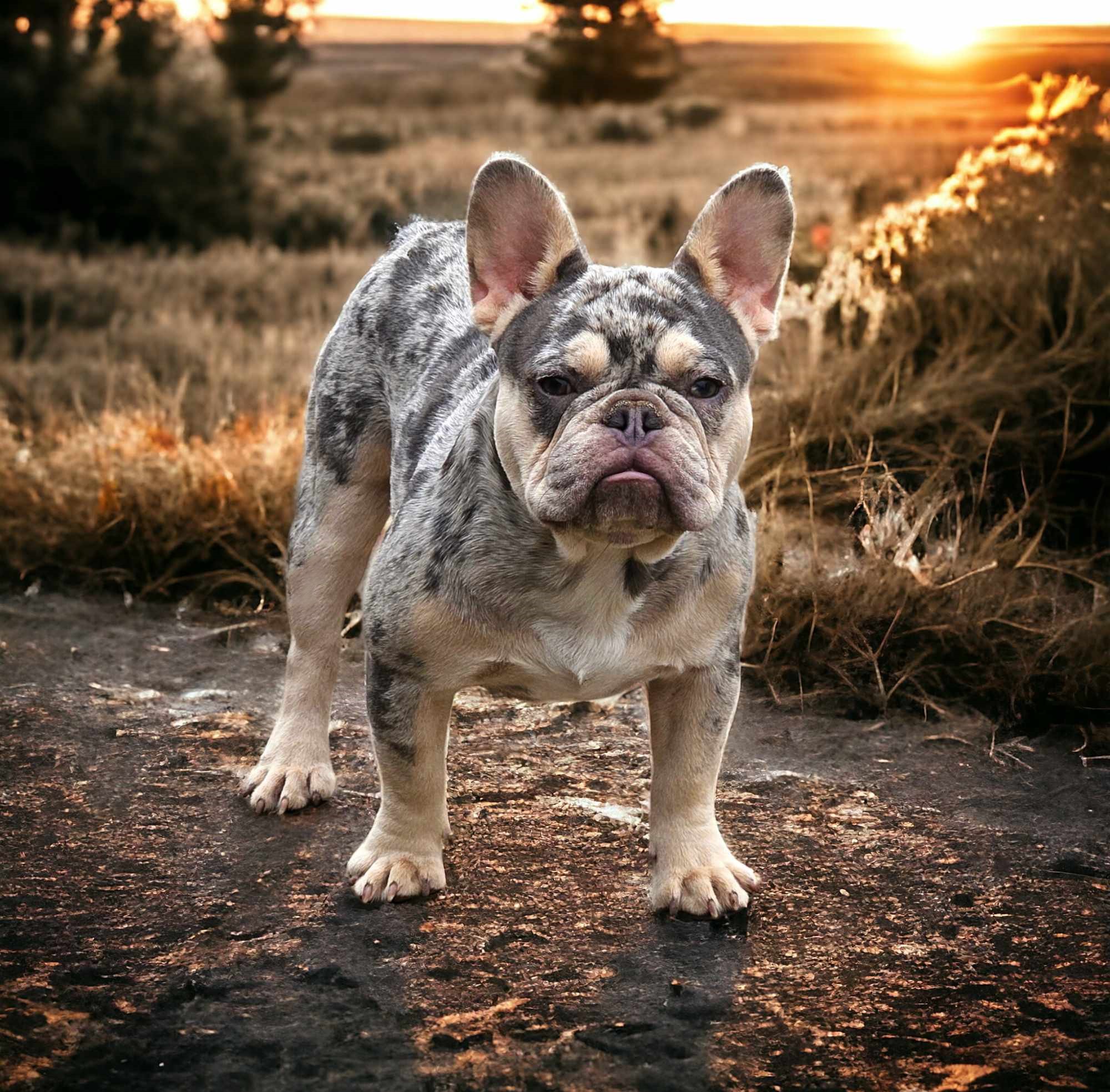 MOTLEY-ColoradoFrenchies-Stud-Photo