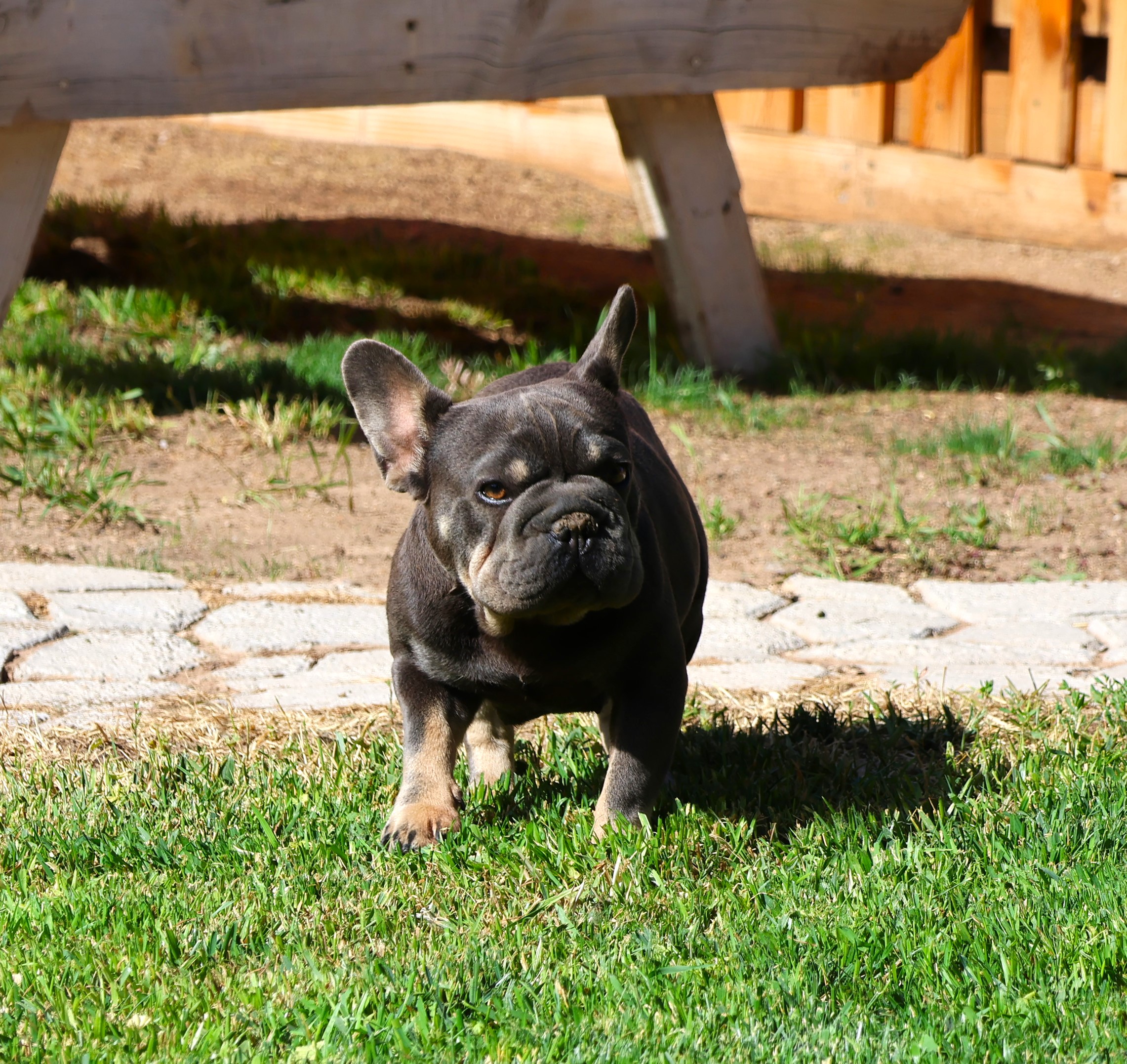 Roulette-image-by-coloradofrenchies.com
