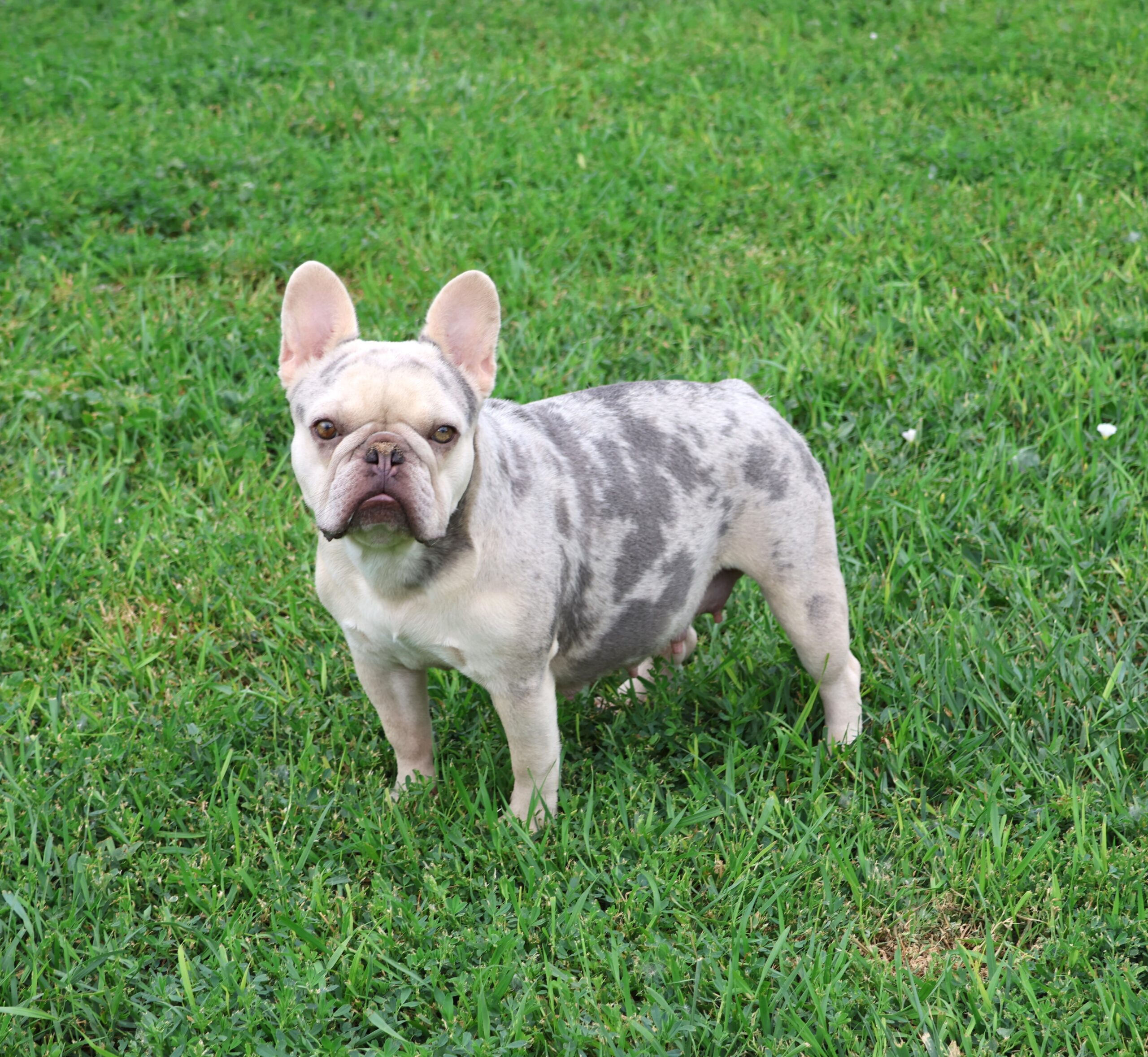 Ripley-image-by-colorodofrenchies.com