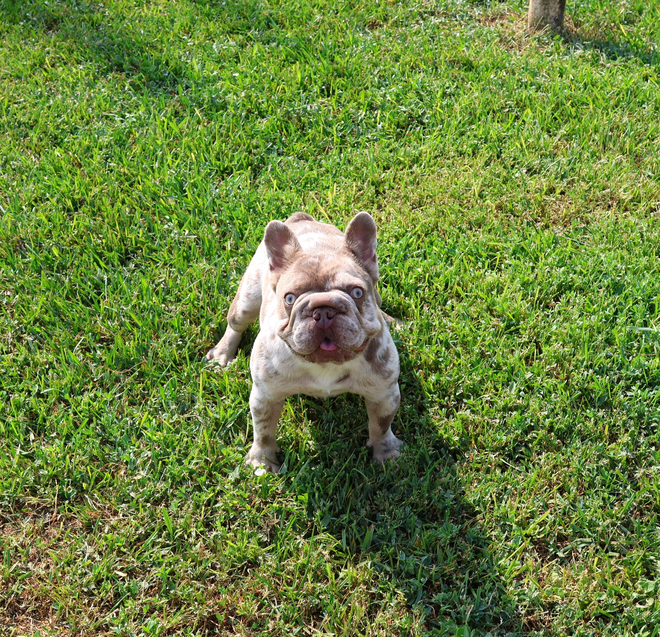 Siren-IMAGE-BY-COLORADOFRENCHIES.COM<br />
