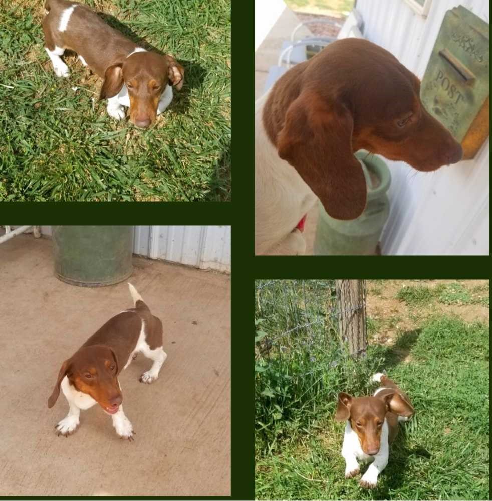 RIVAL-ColoradoFrenchies-Stud-Photo