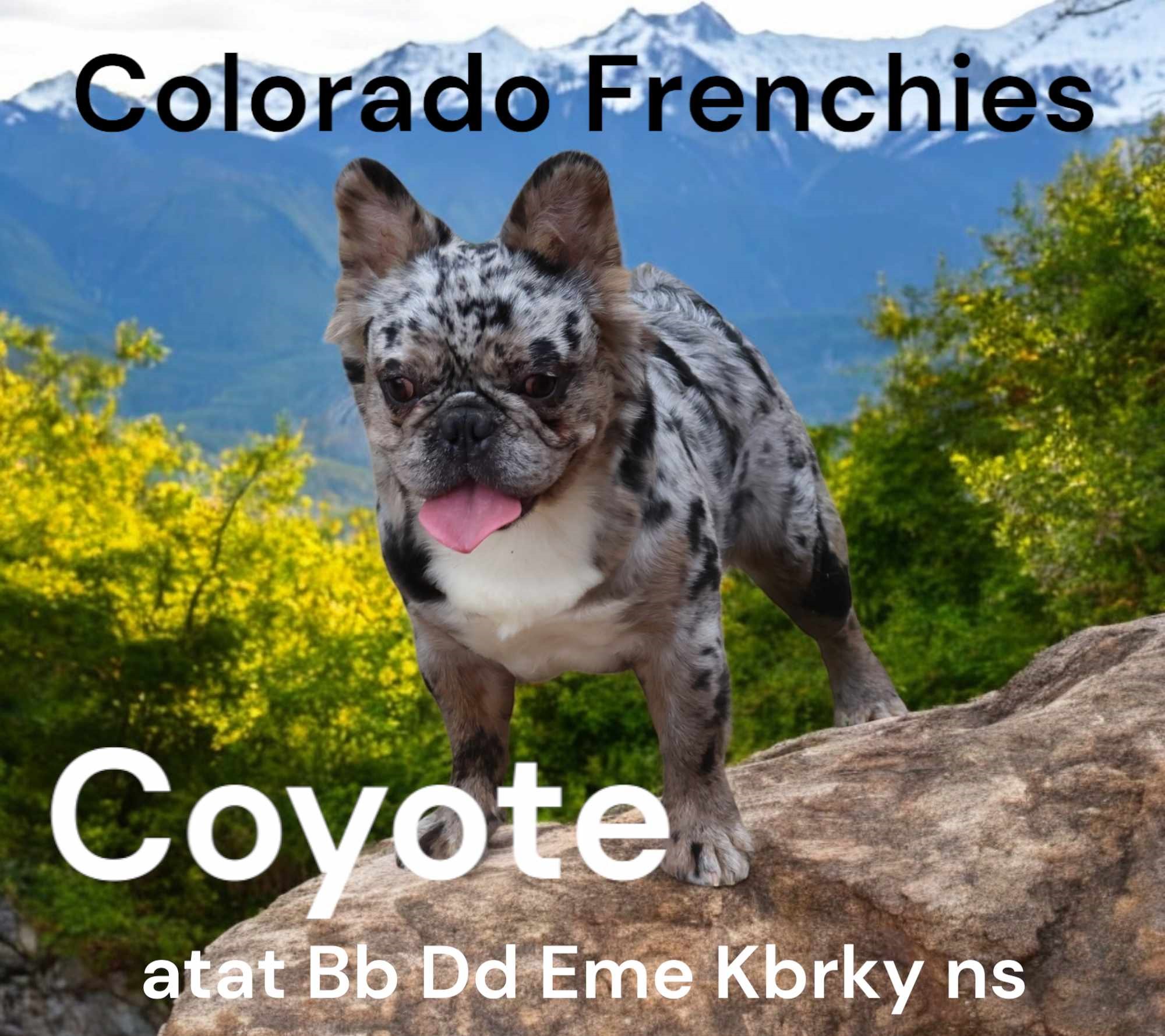 STRUCTURE-ColoradoFrenchies-Stud-Photo