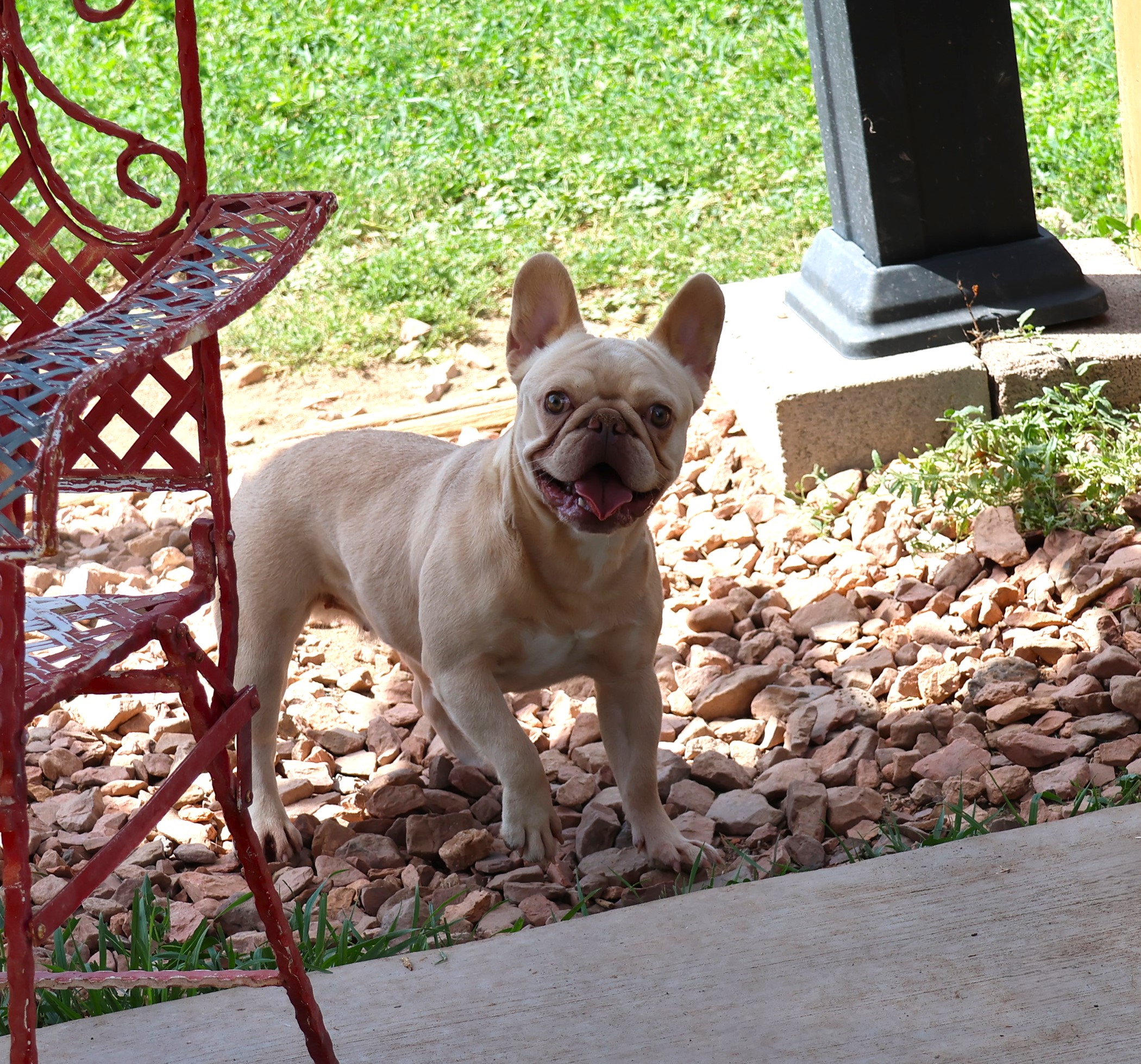 FADE-IMAGE-BY-COLORADOFRENCHIES.COM