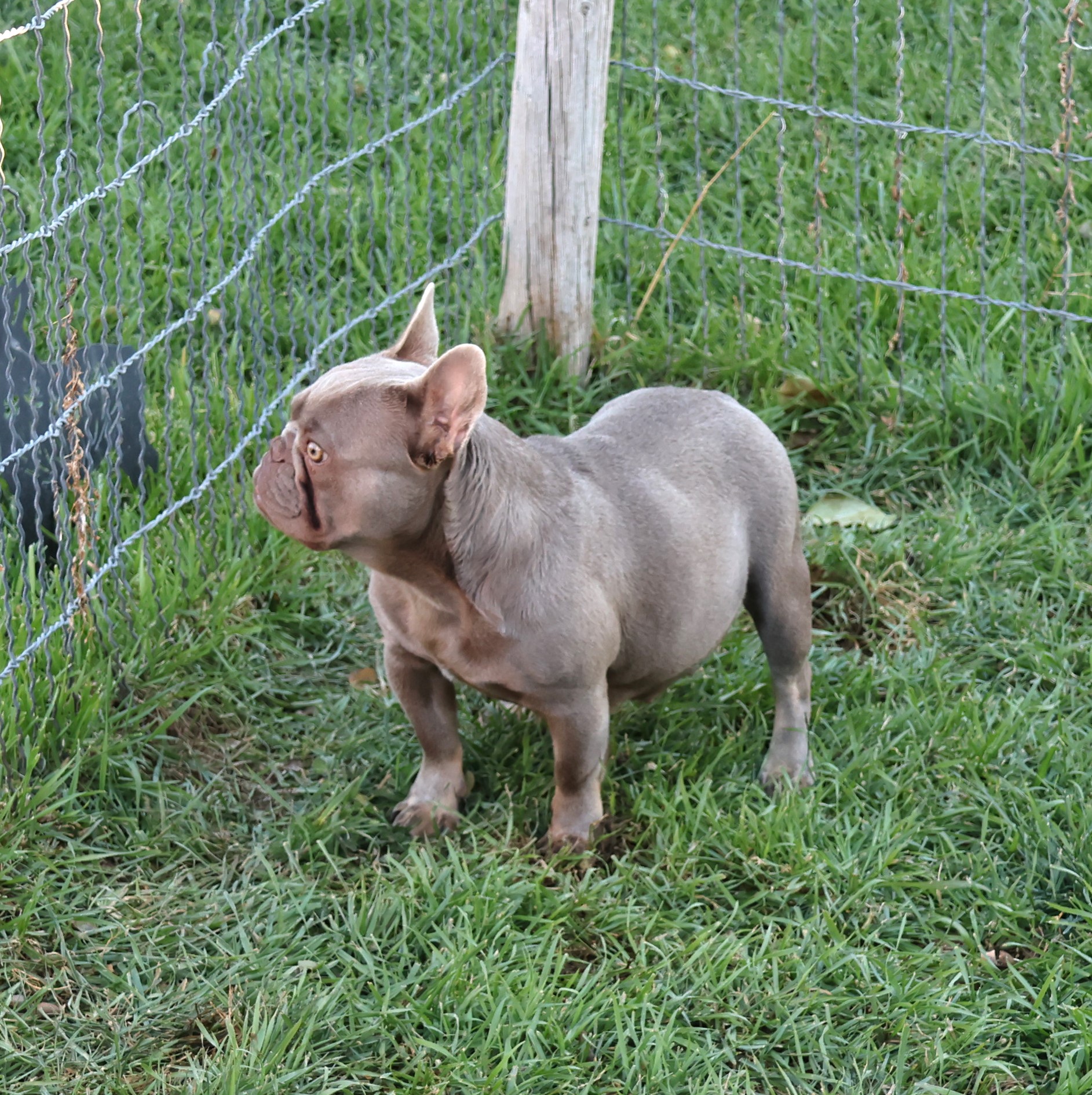 Siren-IMAGE-BY-COLORADOFRENCHIES.COM<br />
