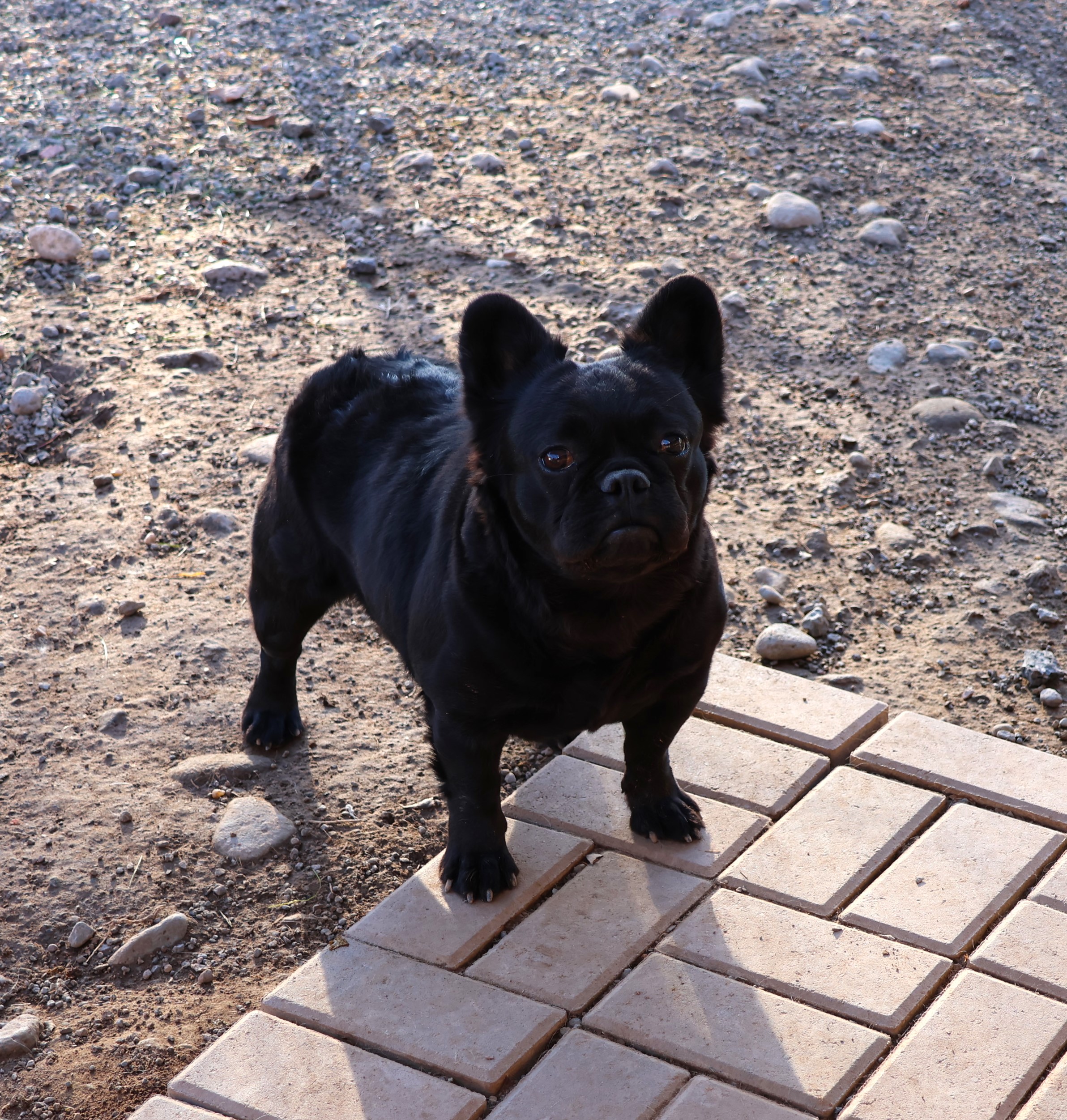 Siren-IMAGE-BY-COLORADOFRENCHIES.COM<br />
