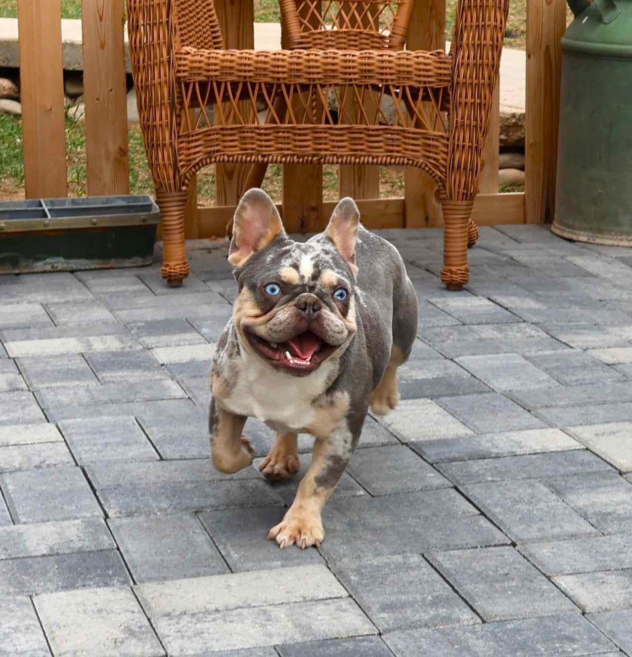 RIVAL-ColoradoFrenchies-Stud-Photo