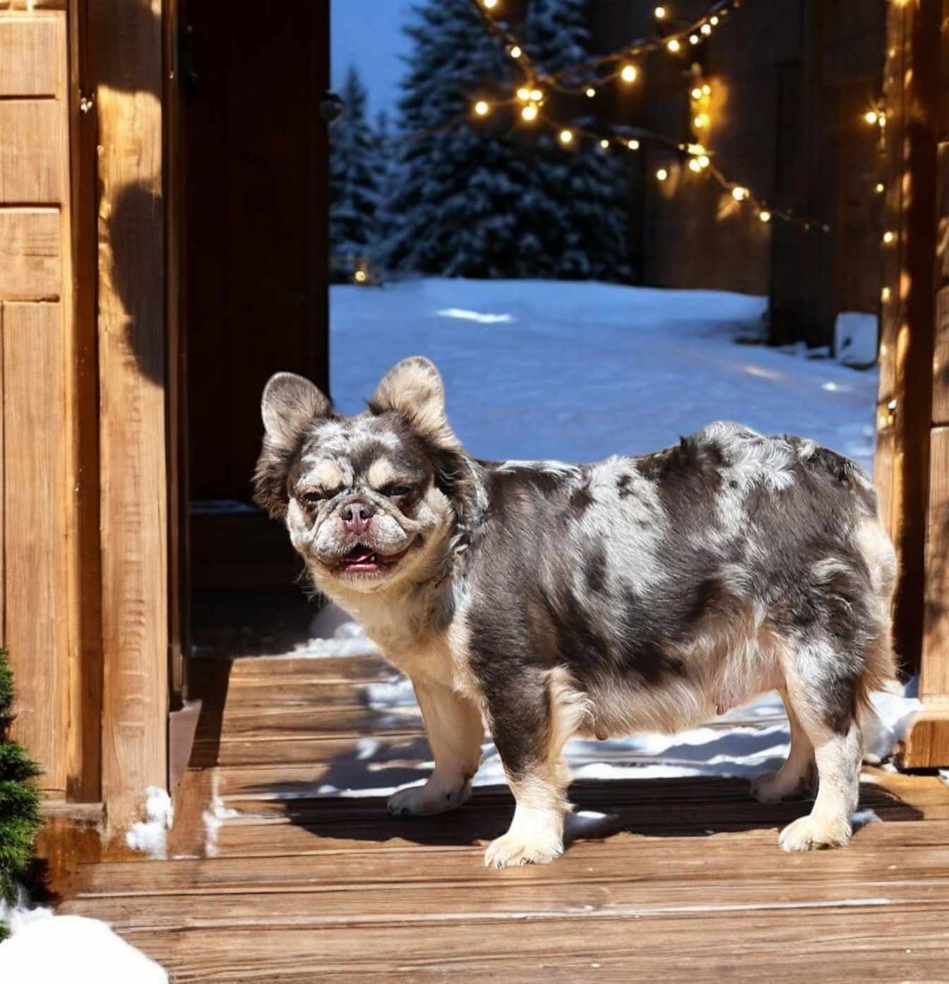 TPets-rectangle-web-banner-800x500