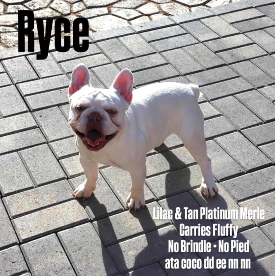 NITRO-ColoradoFrenchies-Stud-Photo