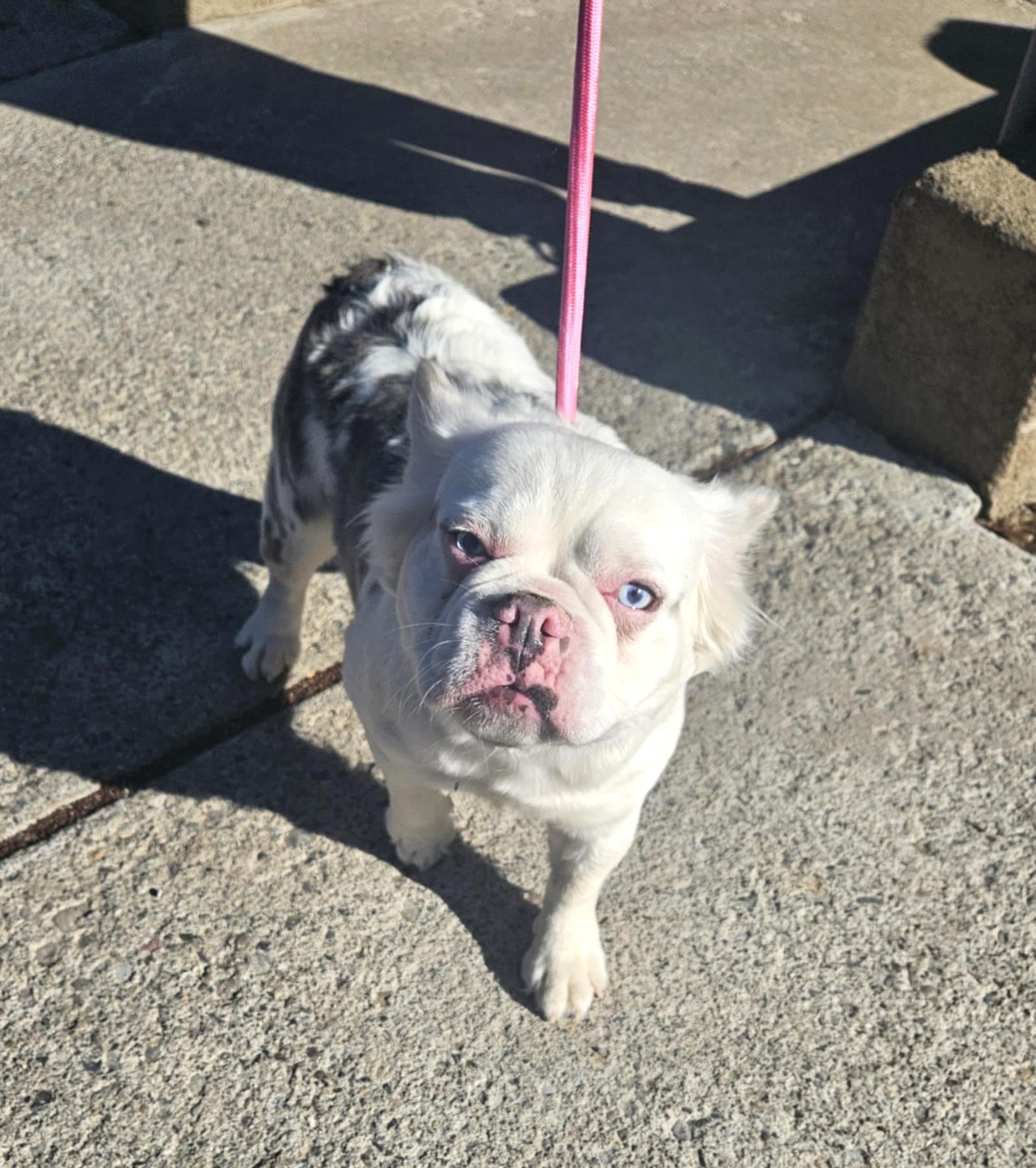 REIGN-IMAGE-BY-COLORADOFRENCHIES.COM