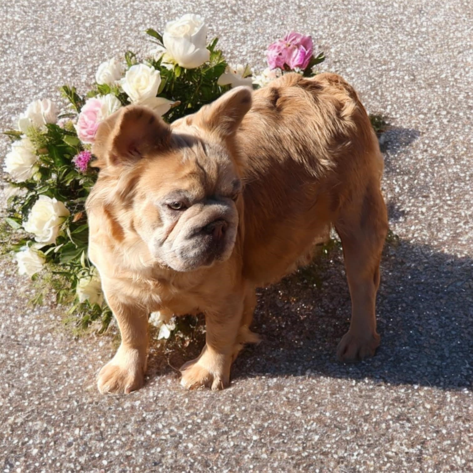 DIEM-IMAGE-BY-COLORADOFRENCHIES.COM