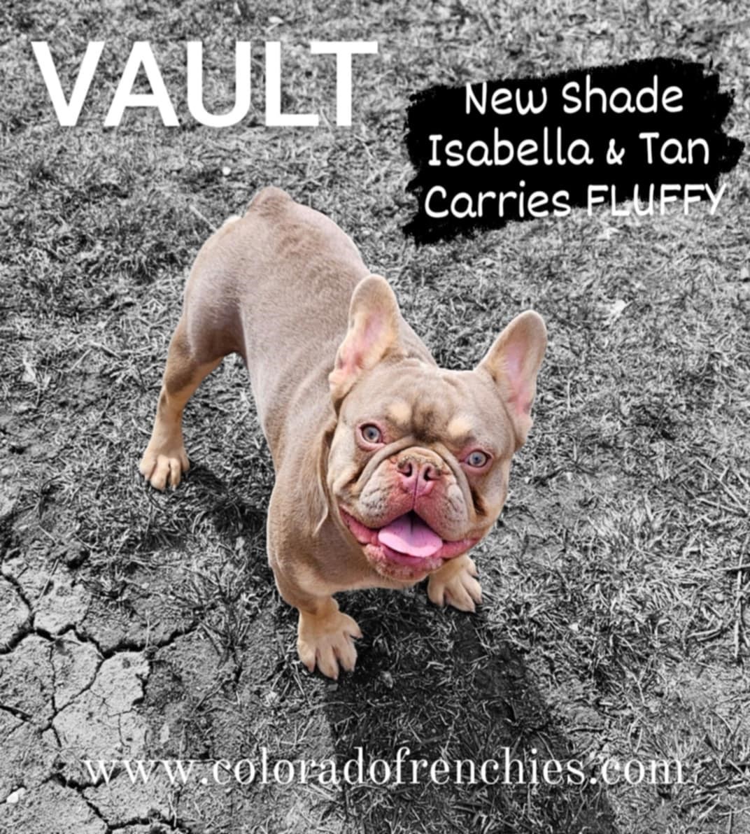 VAULT-ColoradoFrenchies-Stud-Photo