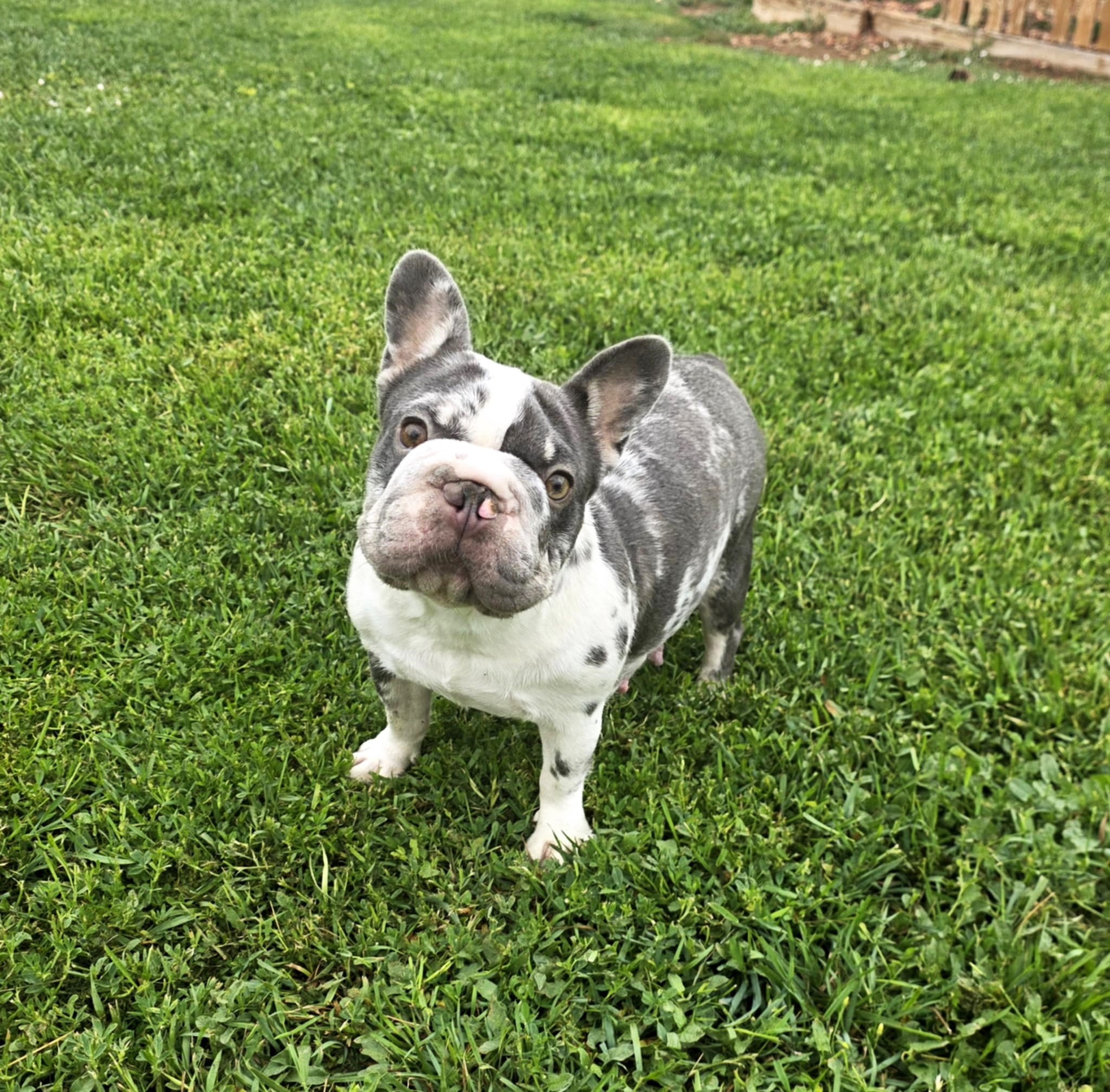 Ripley-image-by-colorodofrenchies.com