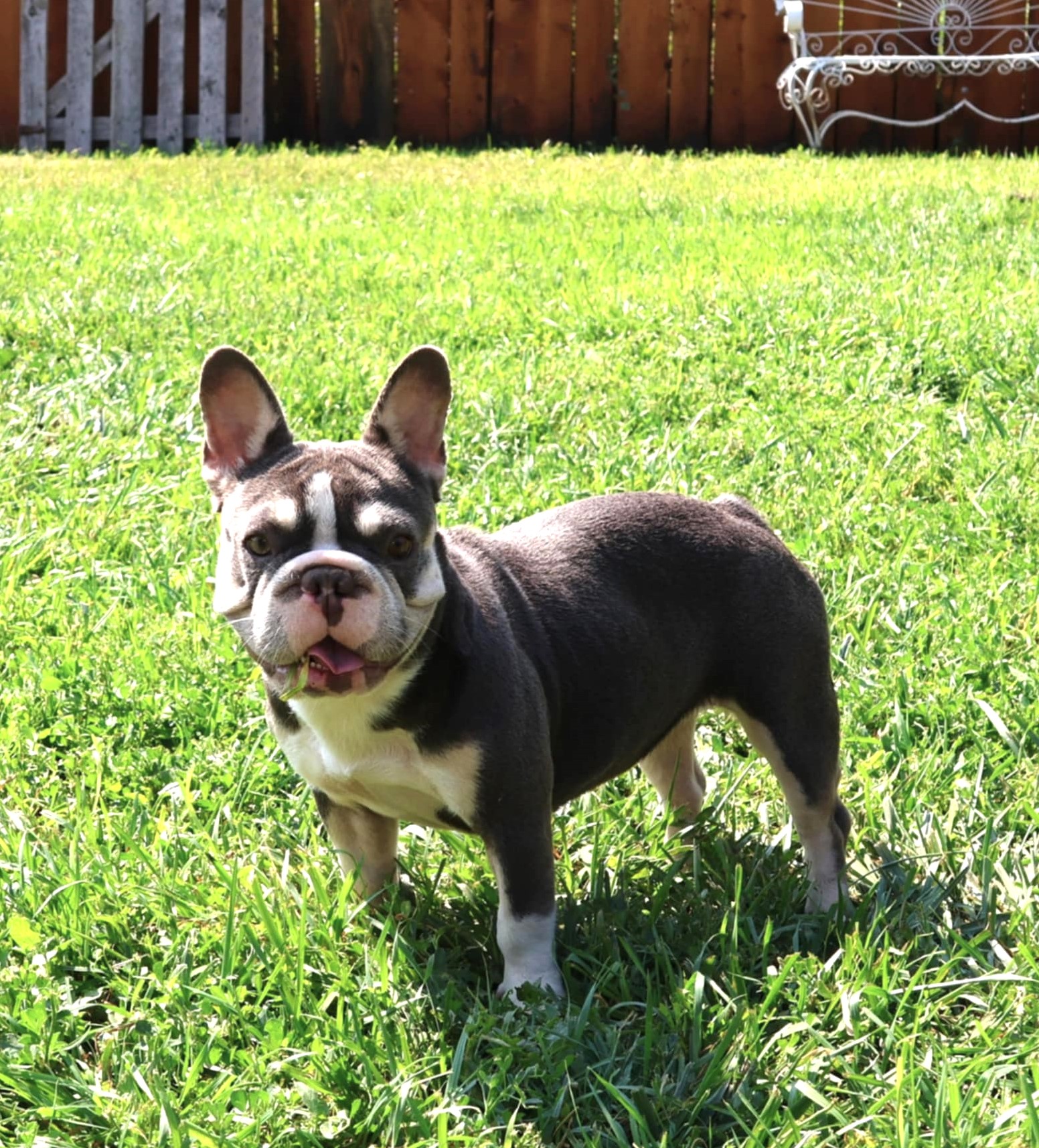 Siren-IMAGE-BY-COLORADOFRENCHIES.COM<br />
