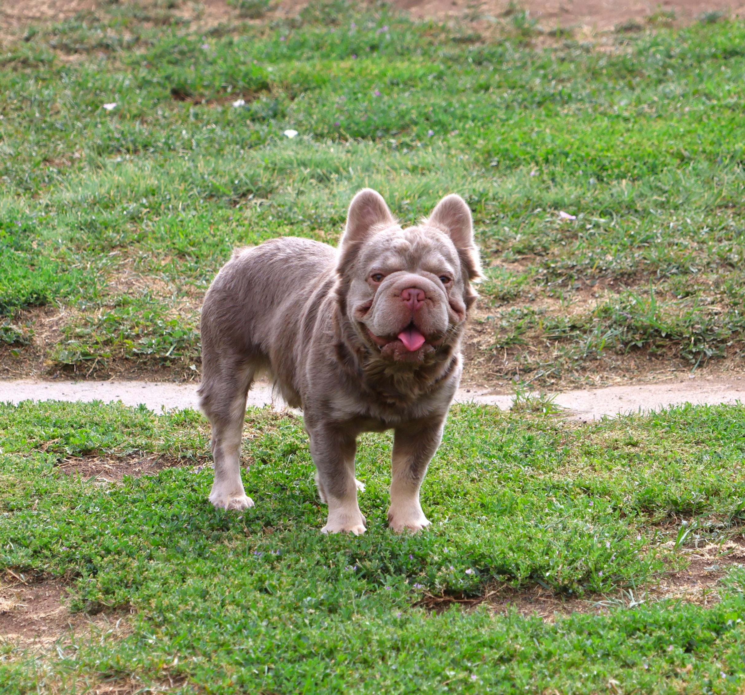 STRUCTURE-ColoradoFrenchies-Stud-Photo