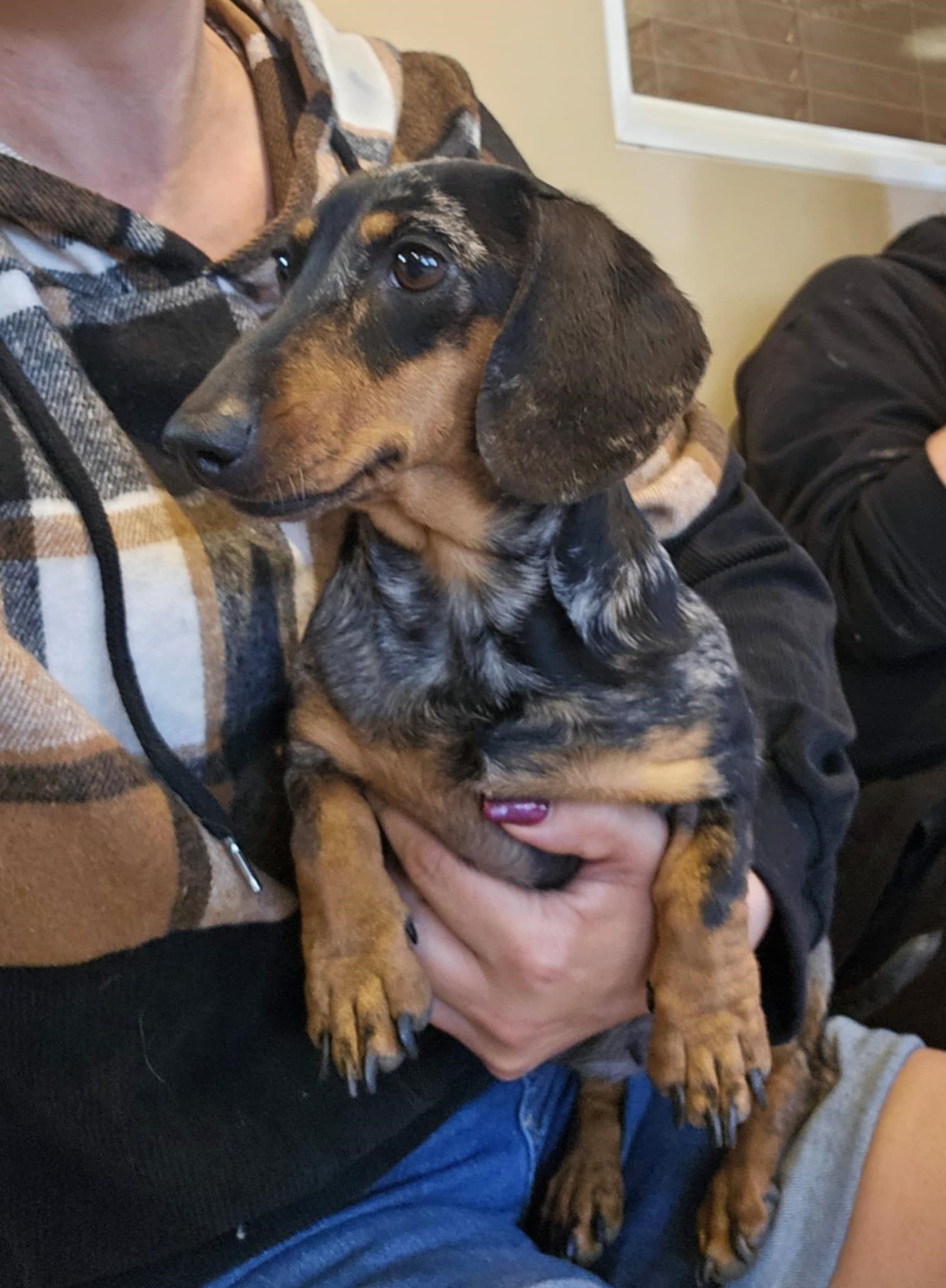 TPets-rectangle-web-banner-800x500