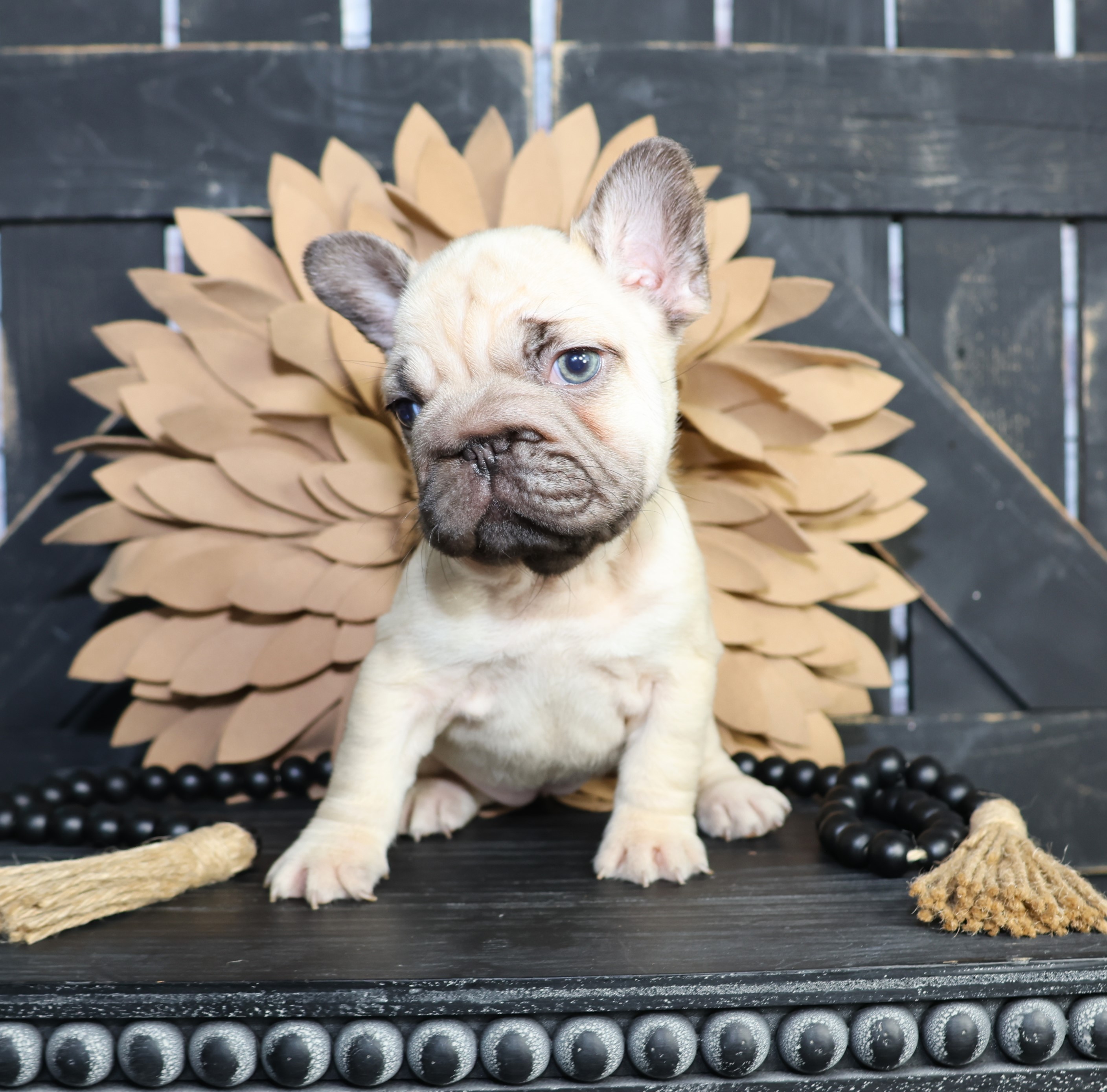 TPets-rectangle-web-banner-800x500