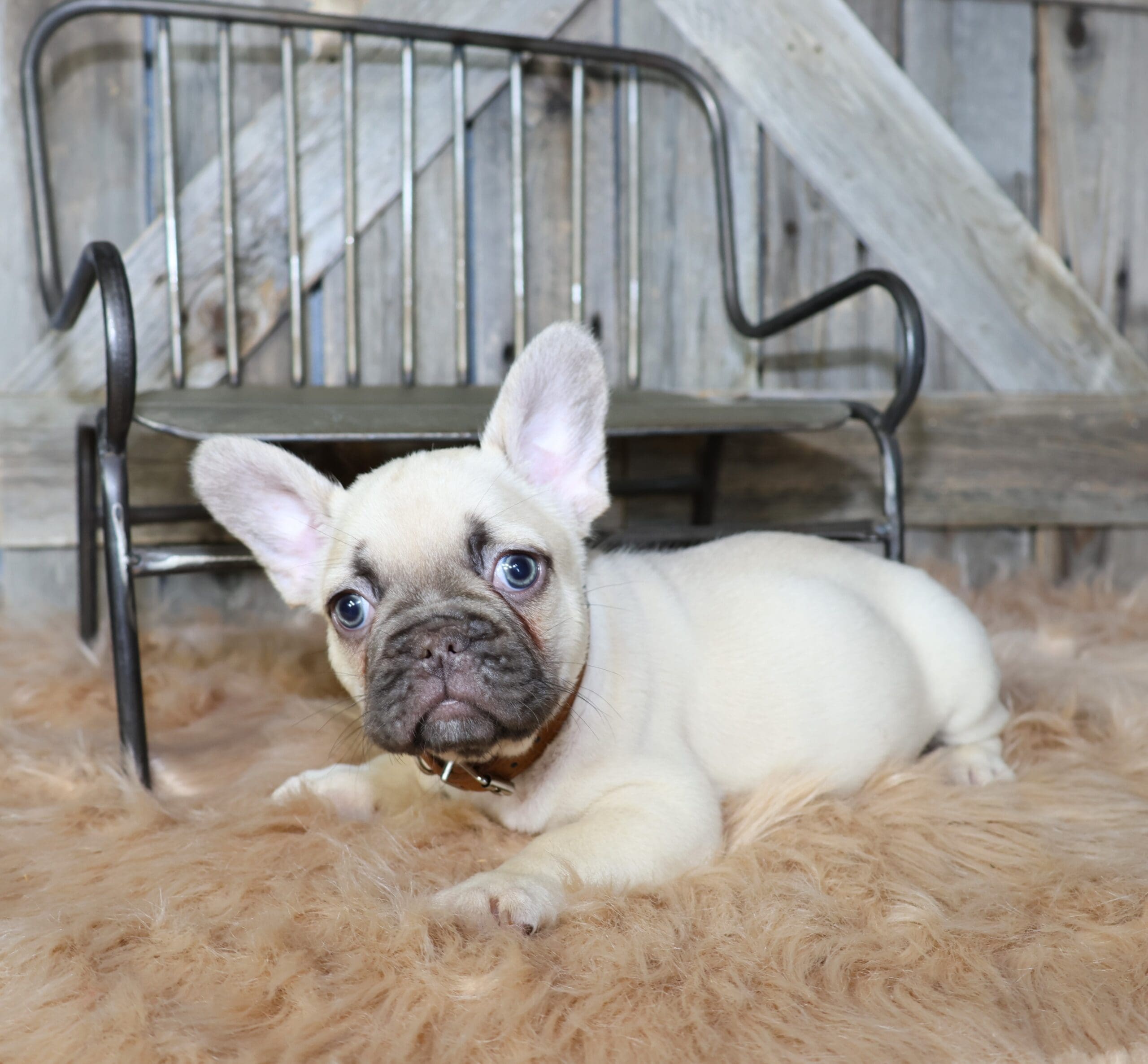 TPets-rectangle-web-banner-800x500