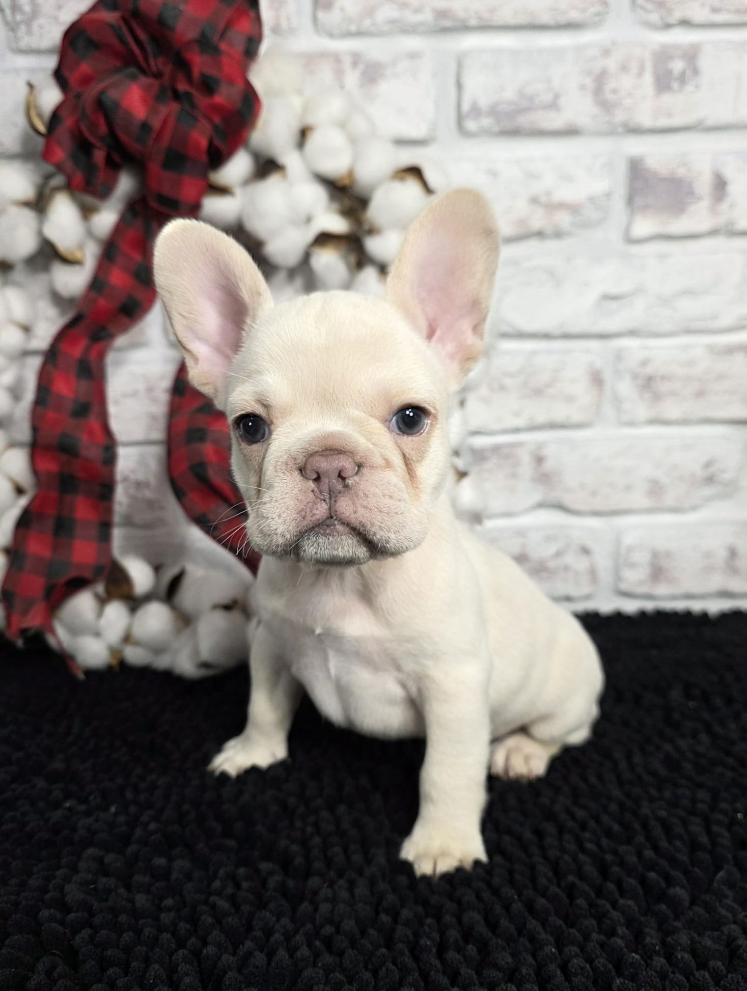 TPets-rectangle-web-banner-800x500