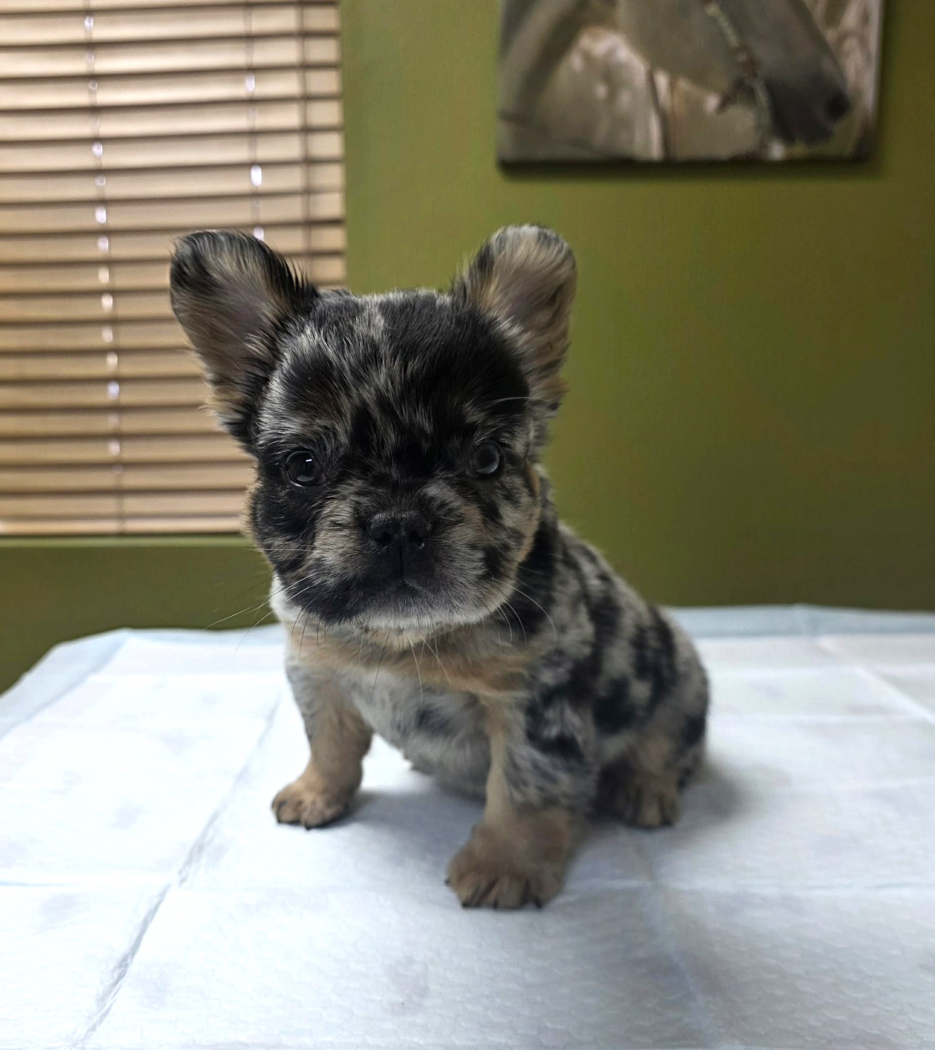 TPets-rectangle-web-banner-800x500