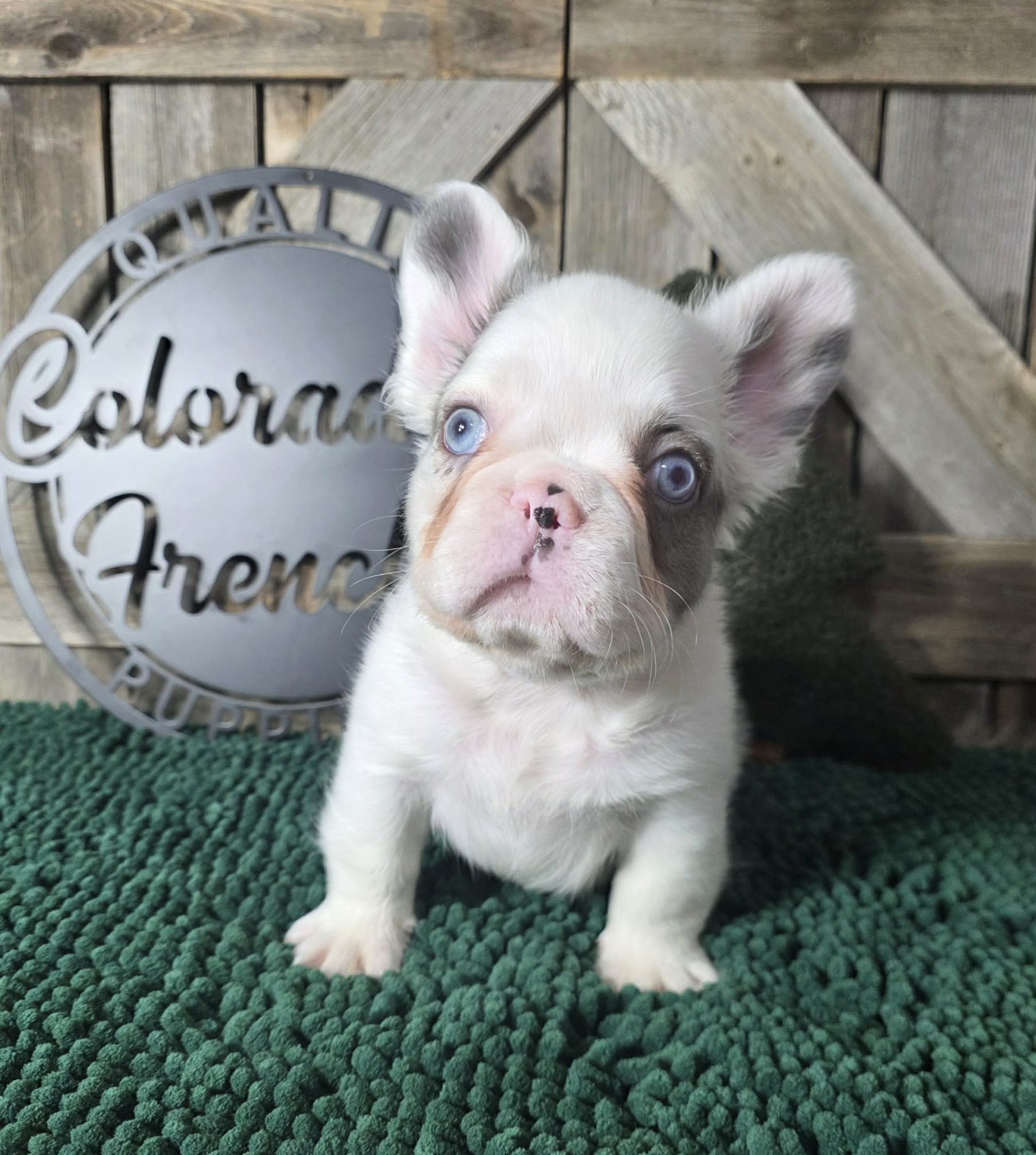 TPets-rectangle-web-banner-800x500