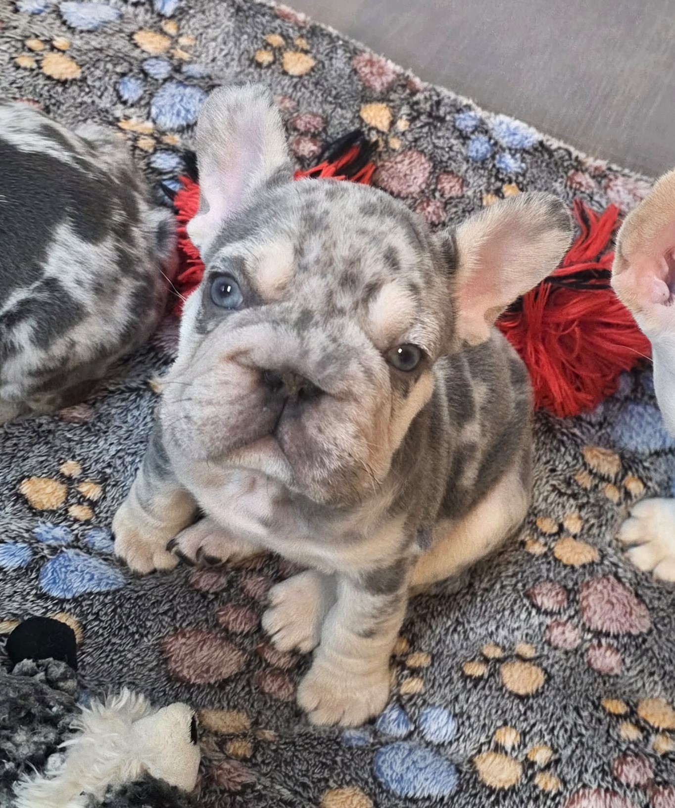 TPets-rectangle-web-banner-800x500