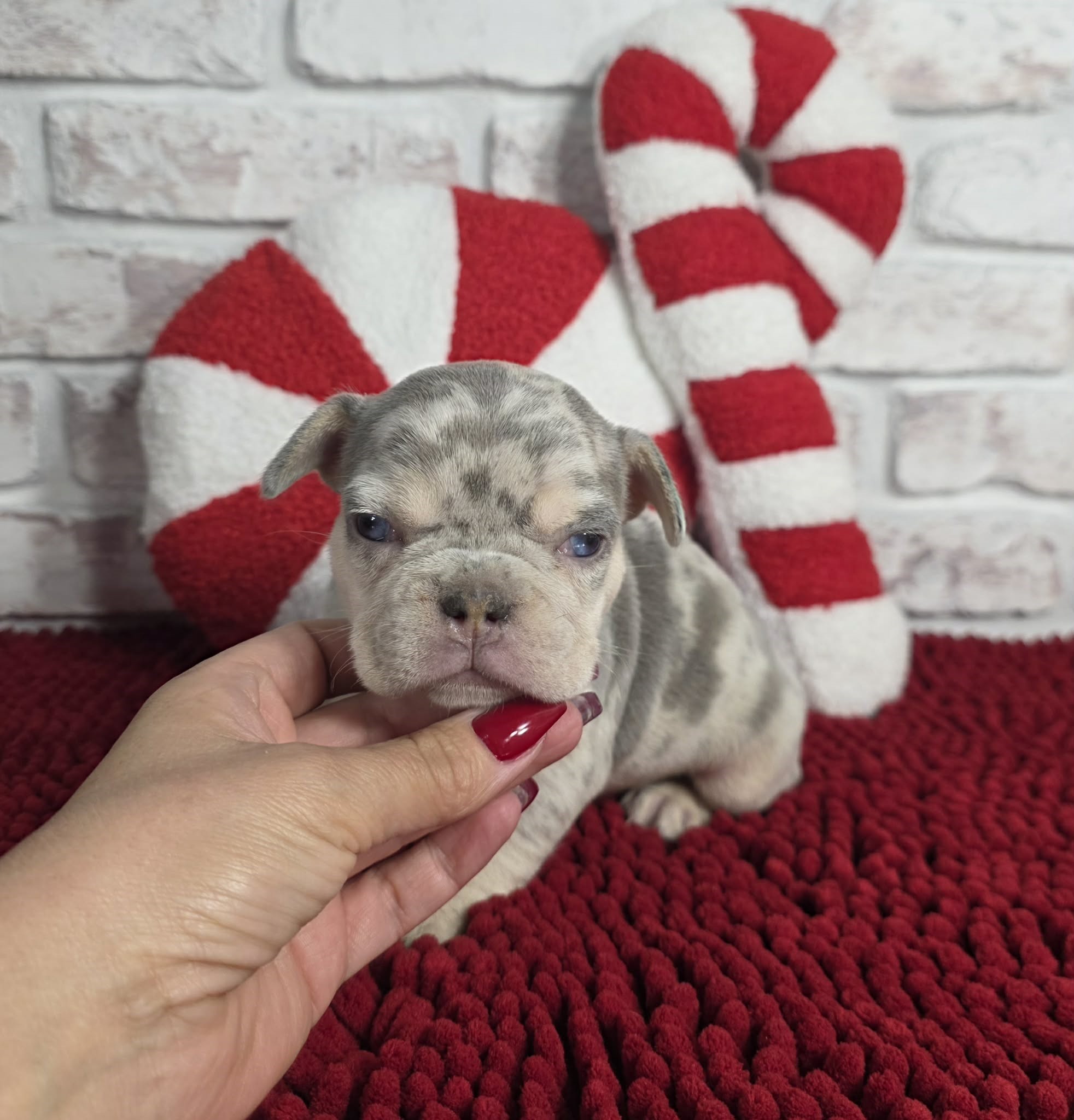 TPets-rectangle-web-banner-800x500