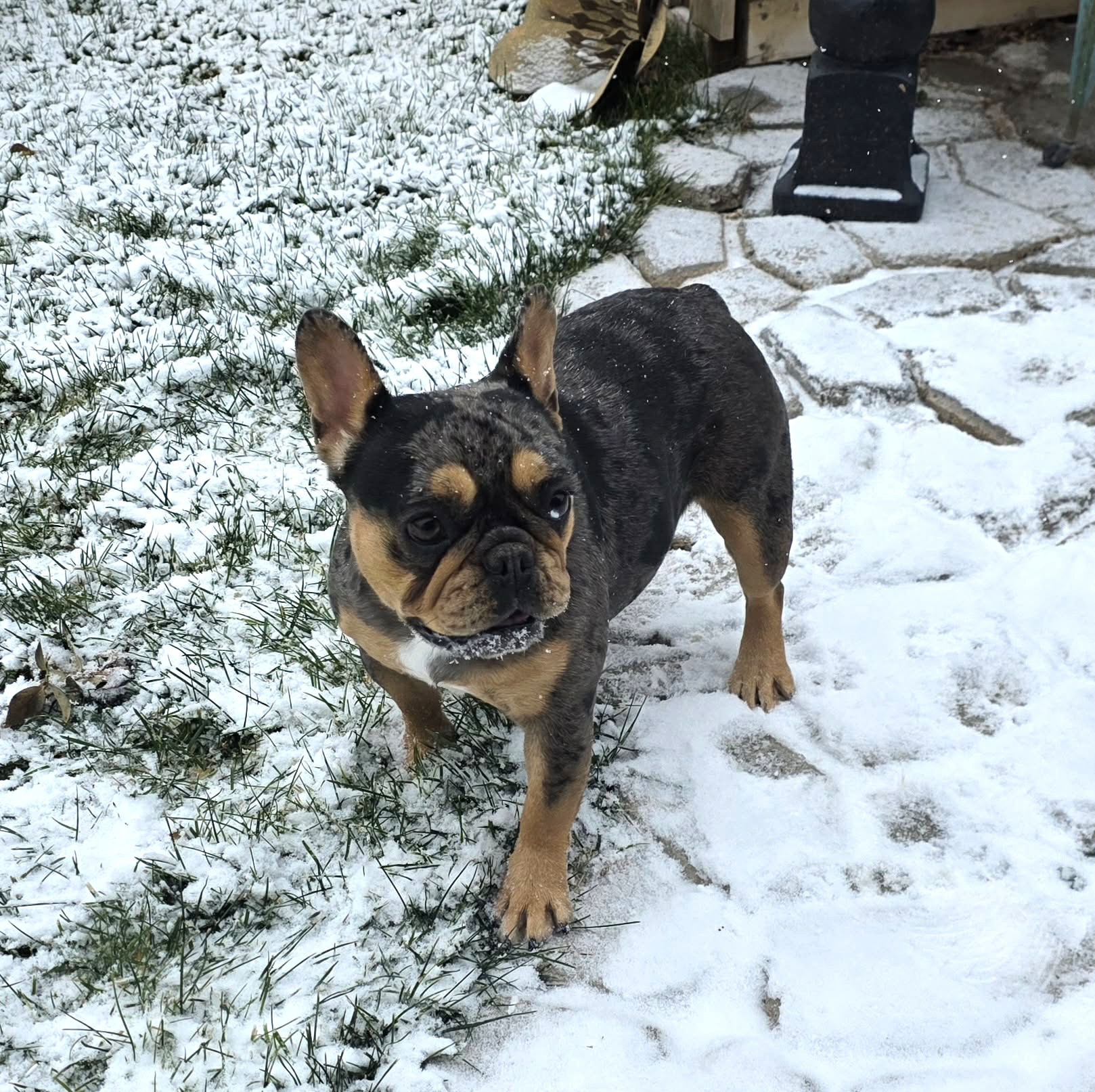 Siren-IMAGE-BY-COLORADOFRENCHIES.COM<br />
