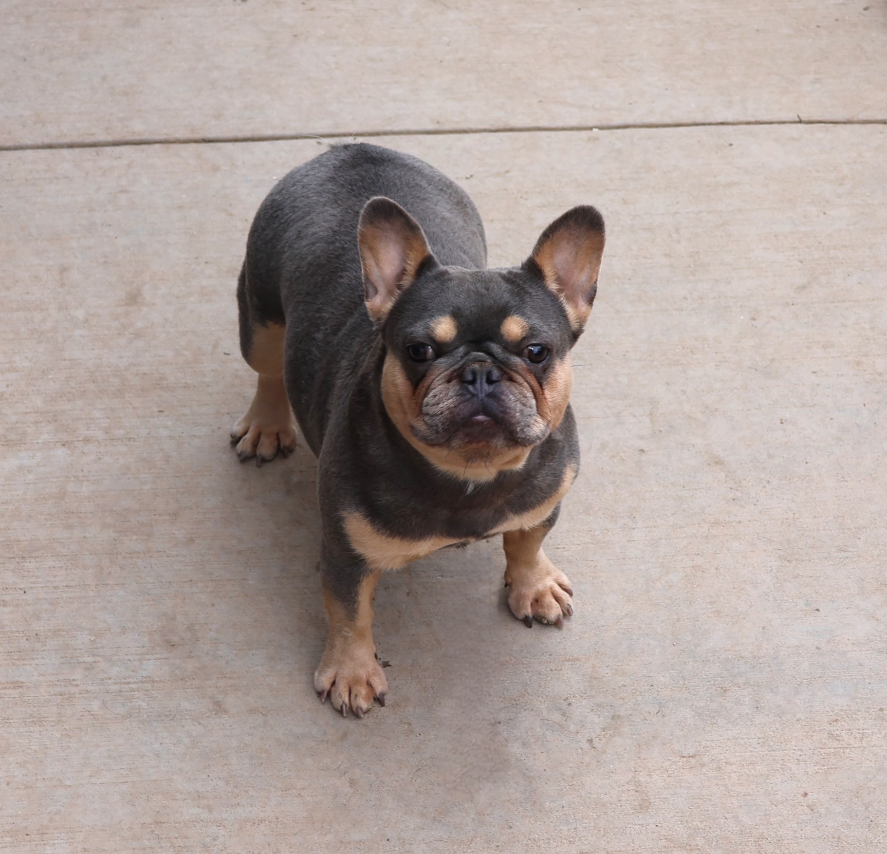 Roulette-image-by-coloradofrenchies.com