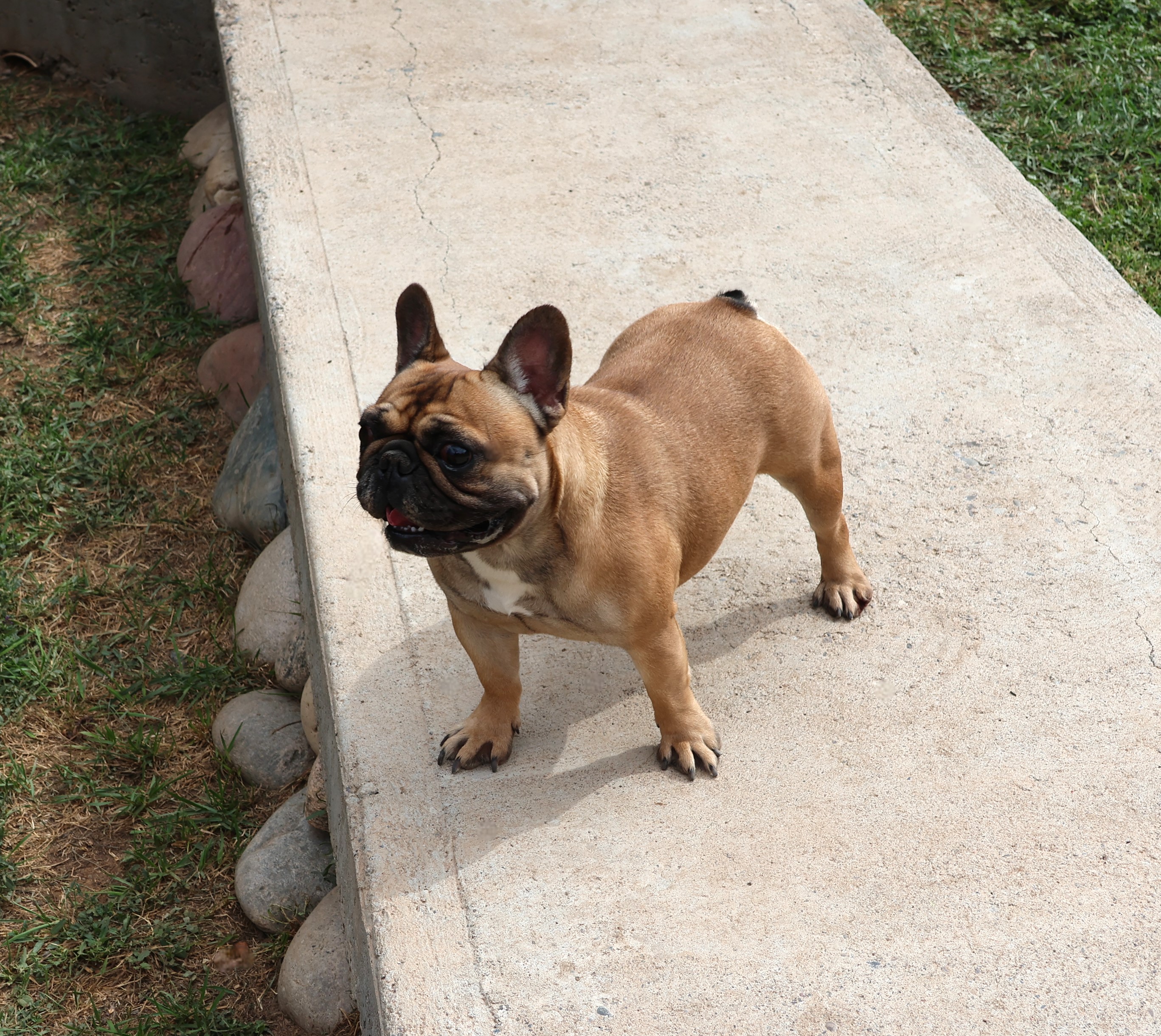 Roulette-image-by-coloradofrenchies.com