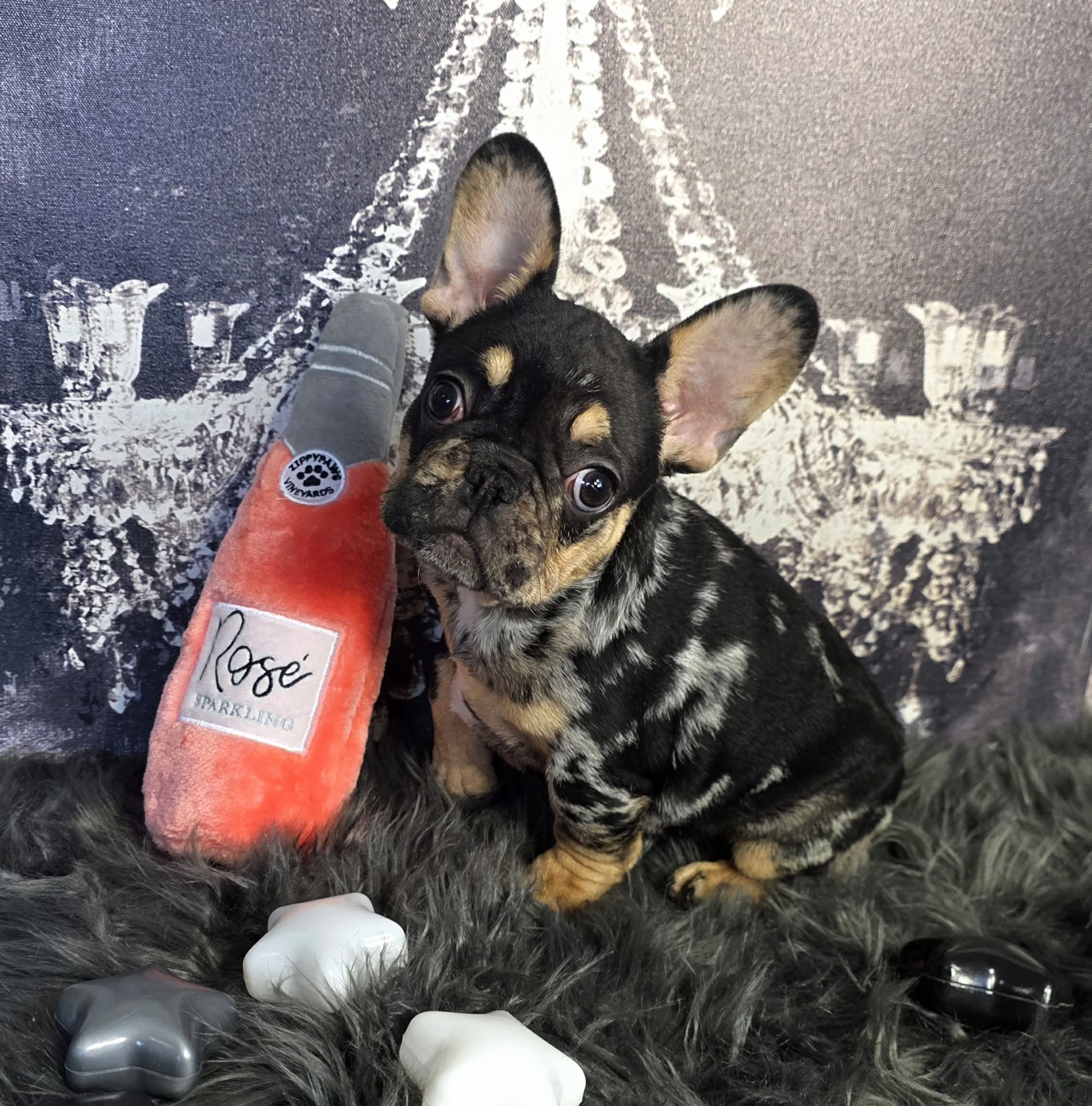 TPets-rectangle-web-banner-800x500