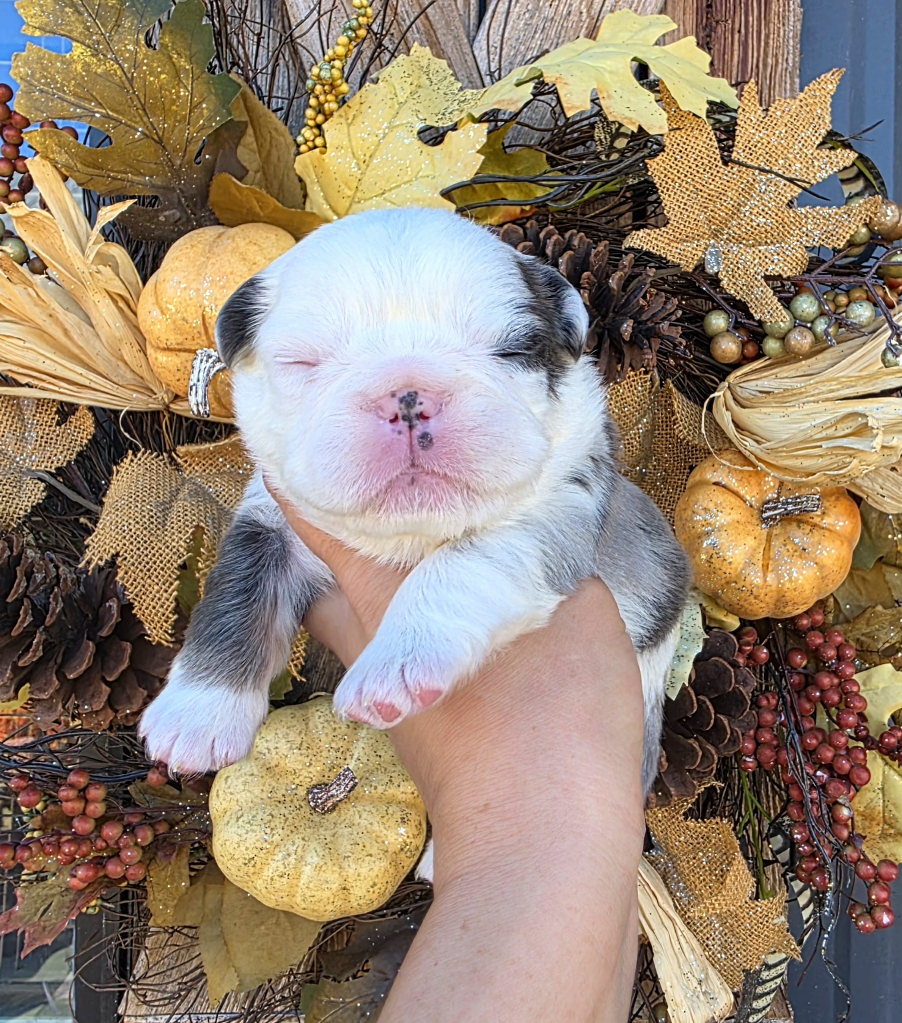 TPets-rectangle-web-banner-800x500