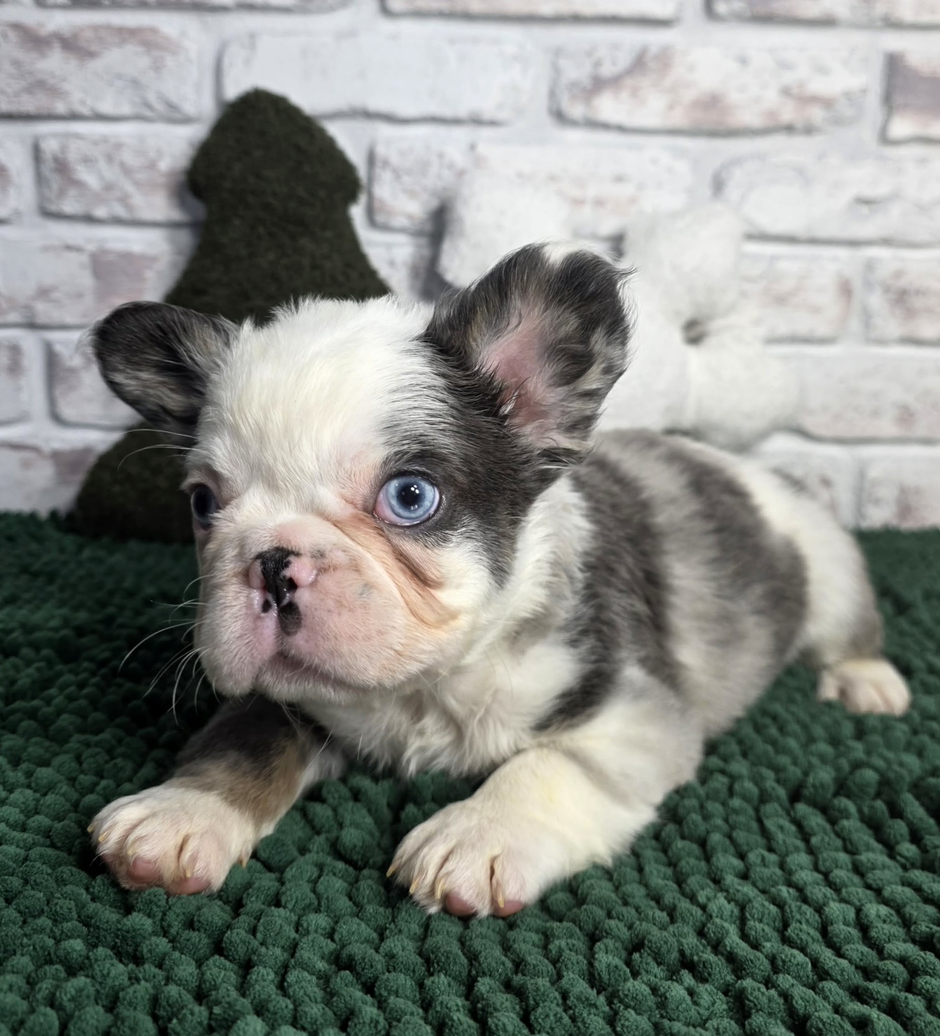 TPets-rectangle-web-banner-800x500