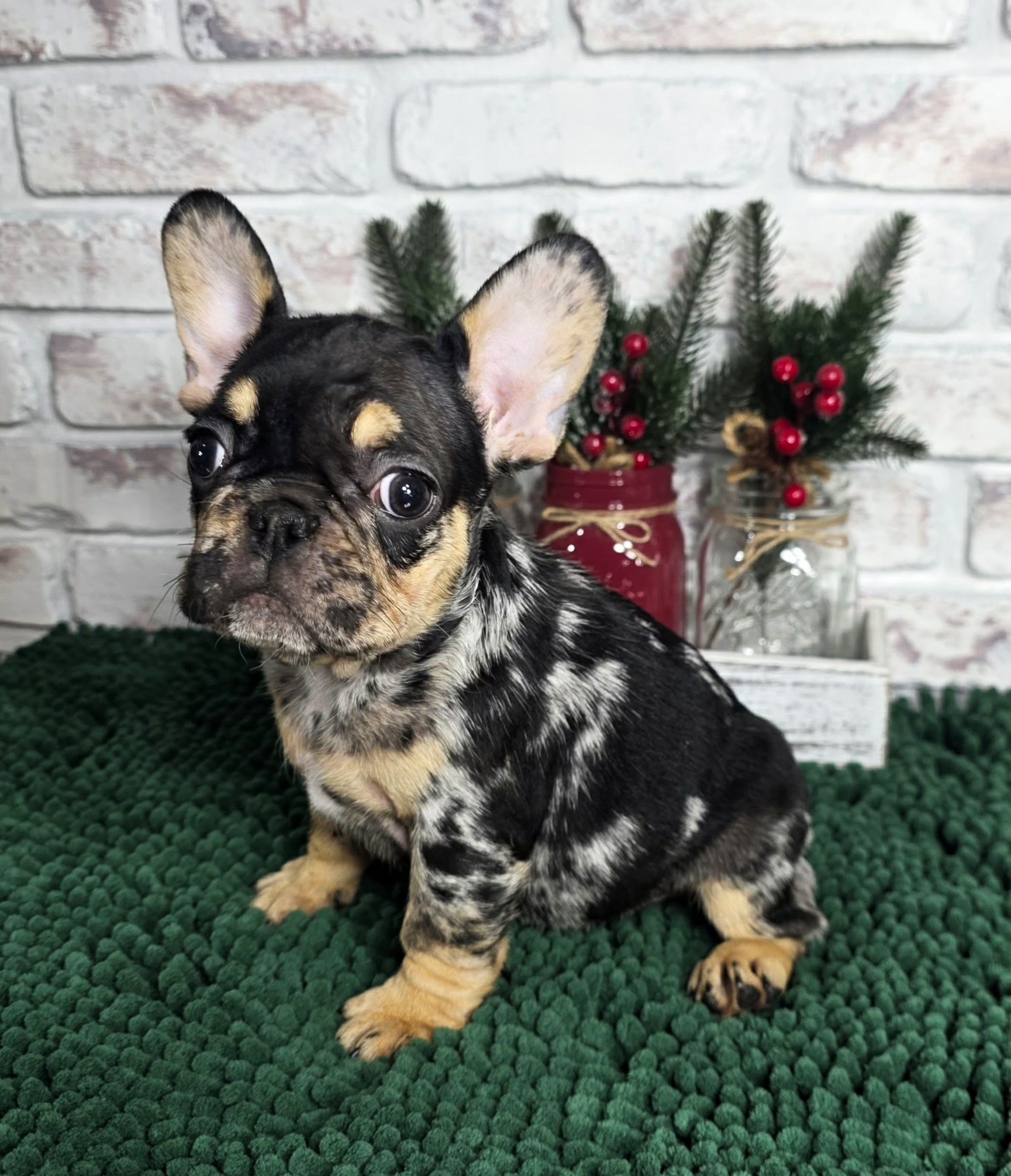 TPets-rectangle-web-banner-800x500