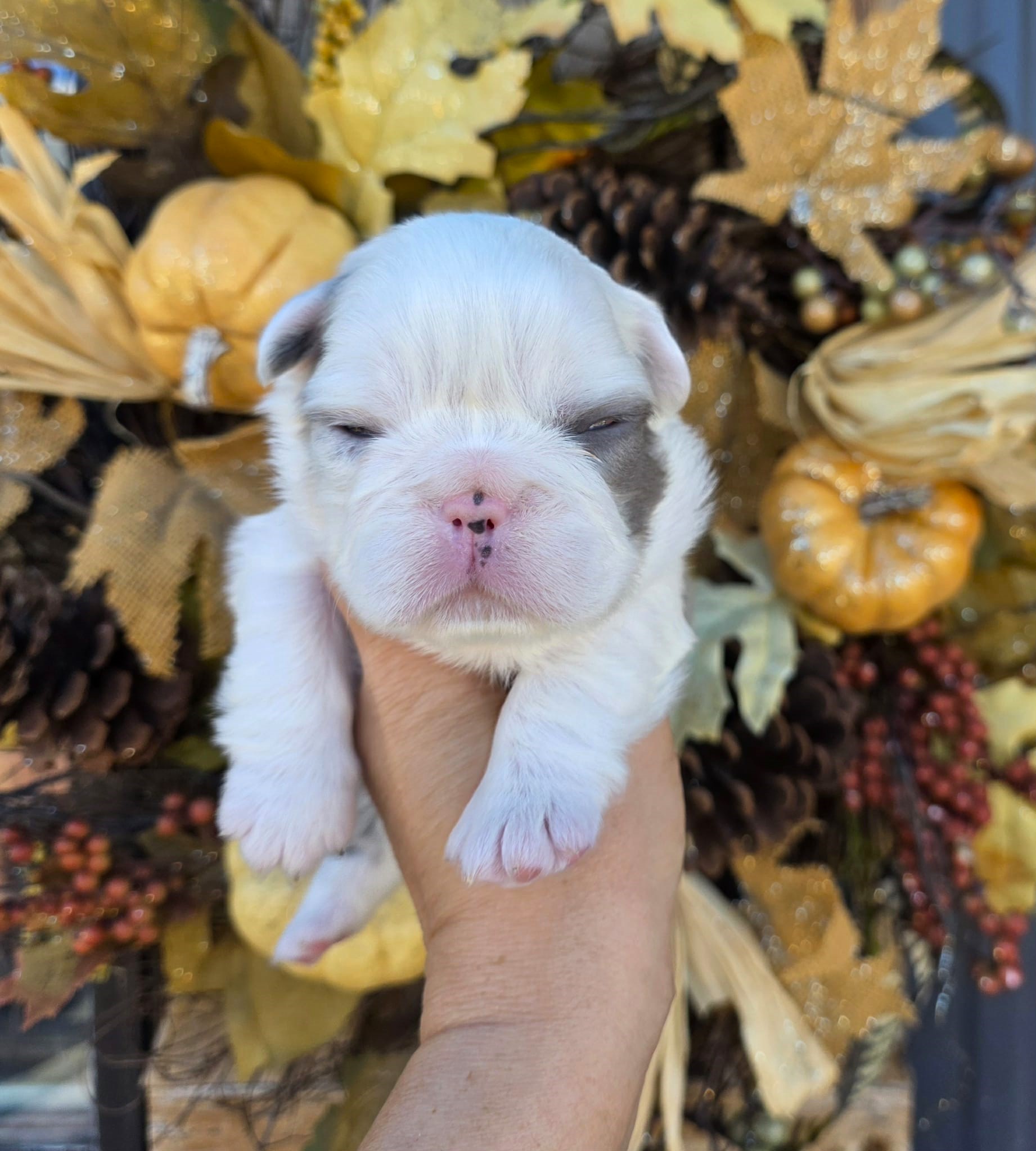 TPets-rectangle-web-banner-800x500