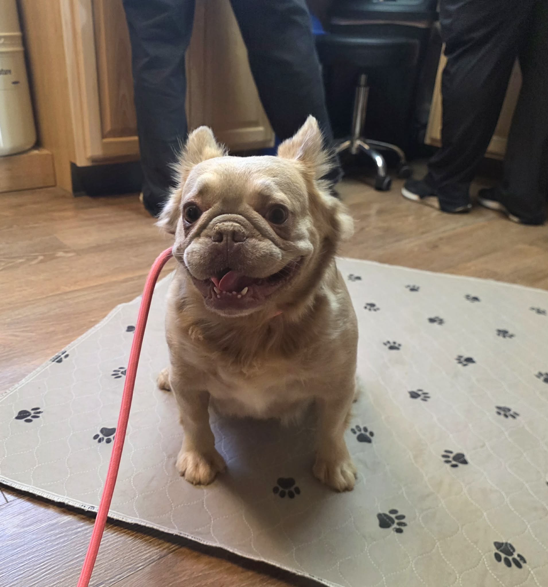 Siren-IMAGE-BY-COLORADOFRENCHIES.COM<br />
