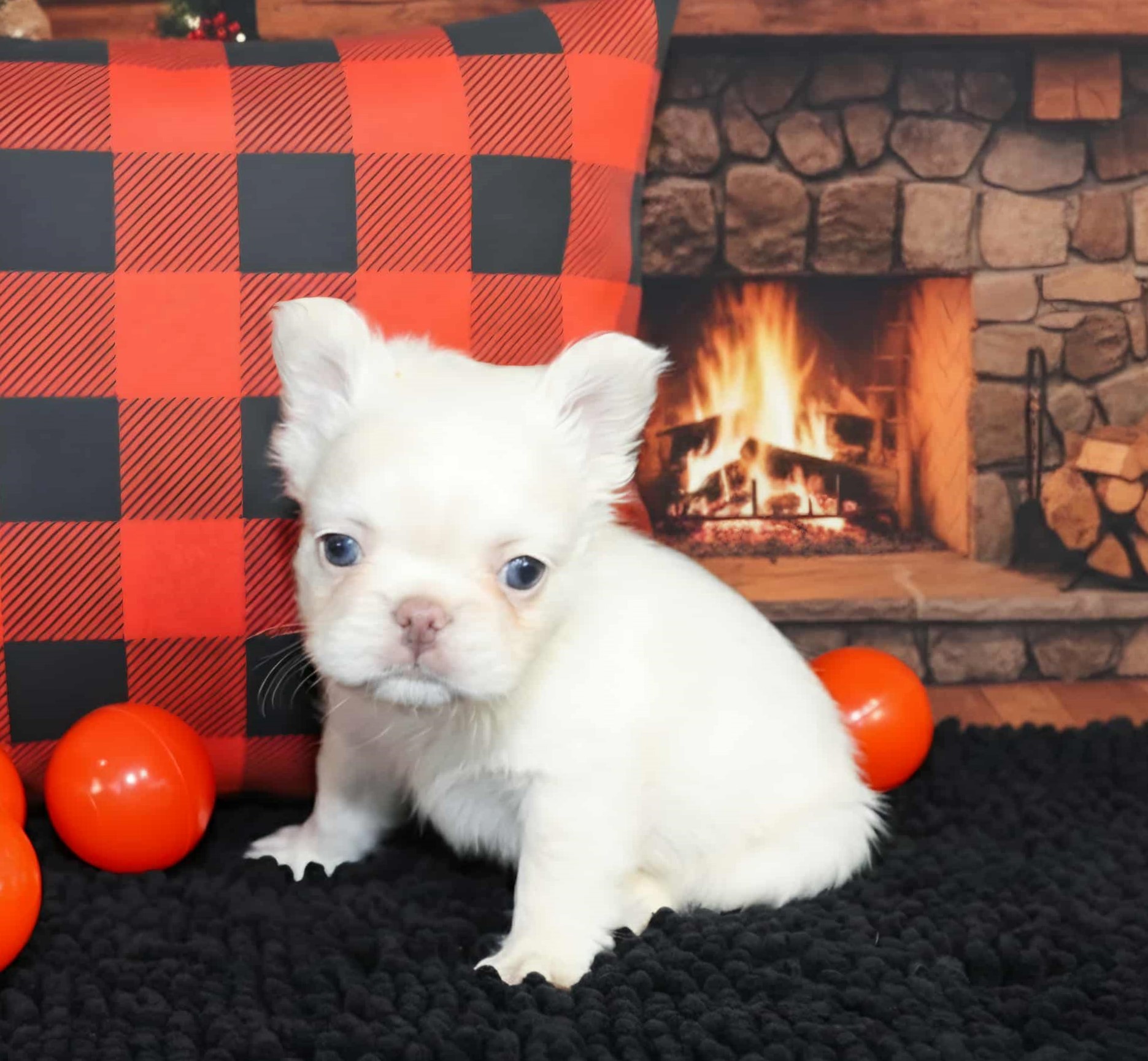 TPets-rectangle-web-banner-800x500