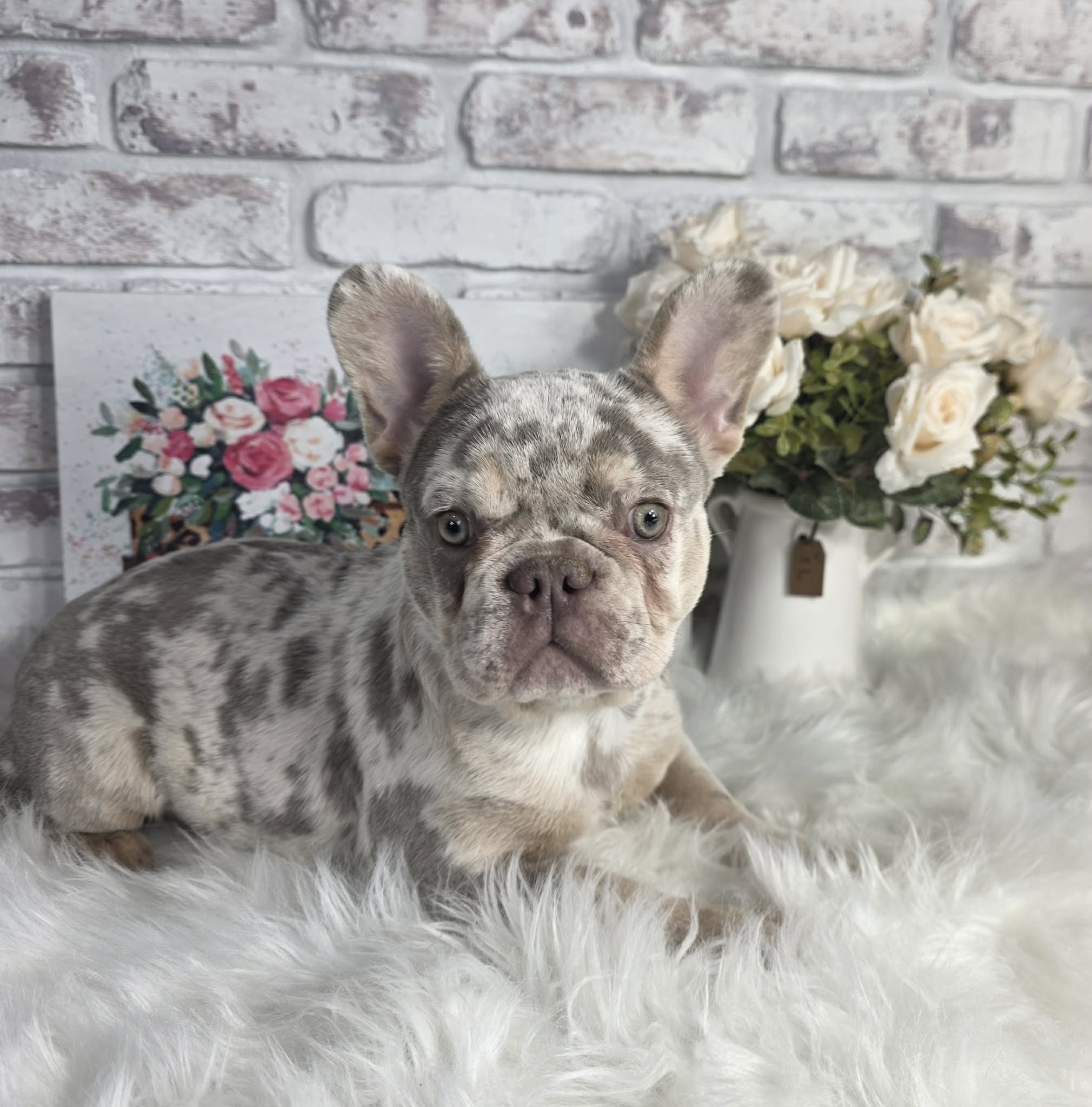 TPets-rectangle-web-banner-800x500