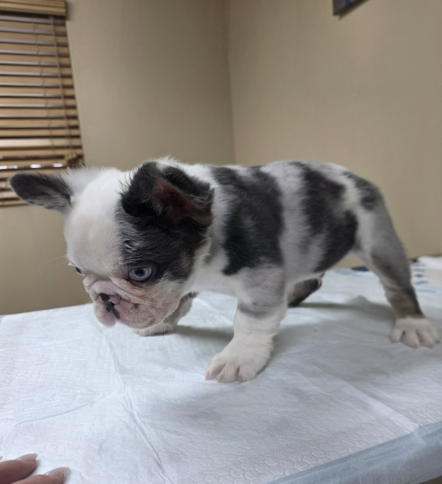 TPets-rectangle-web-banner-800x500