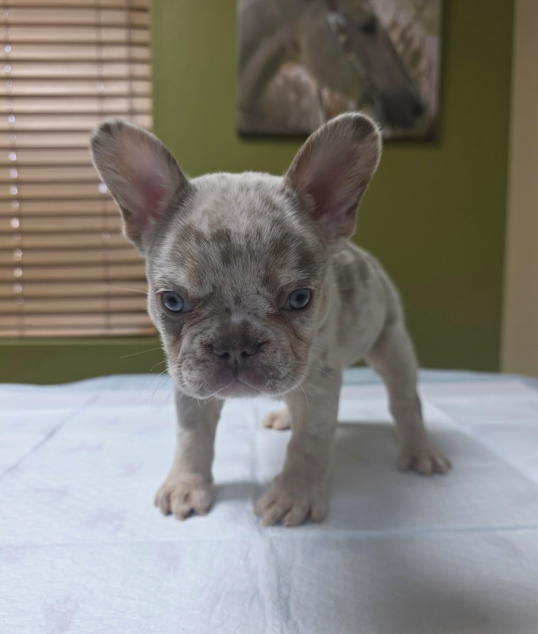 TPets-rectangle-web-banner-800x500