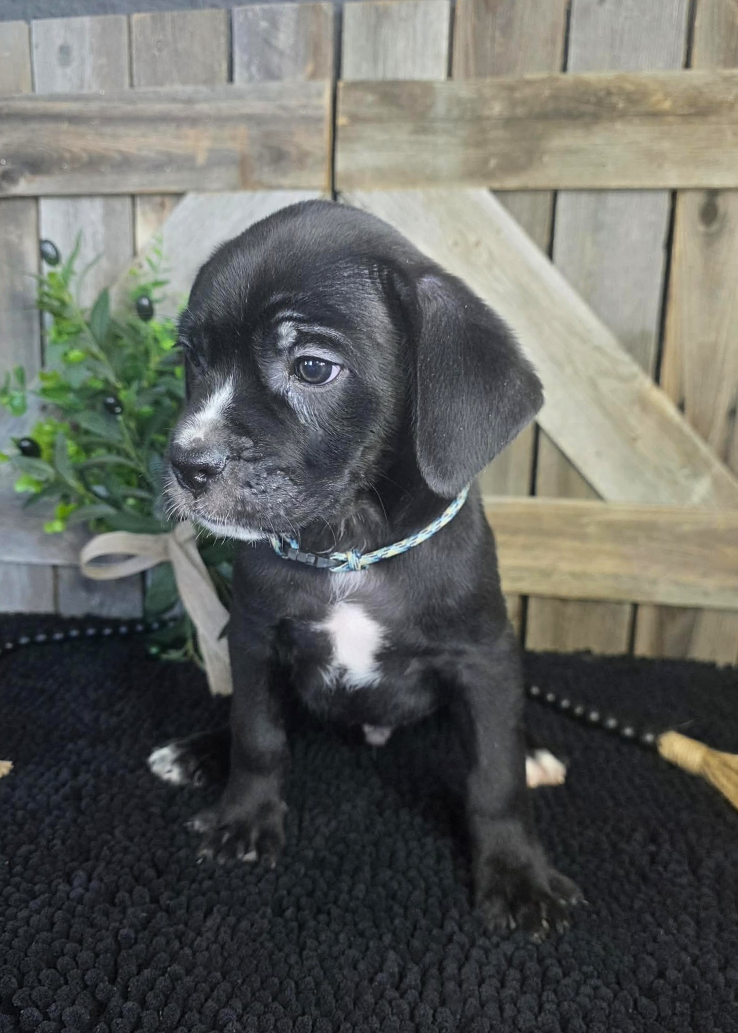 TPets-rectangle-web-banner-800x500