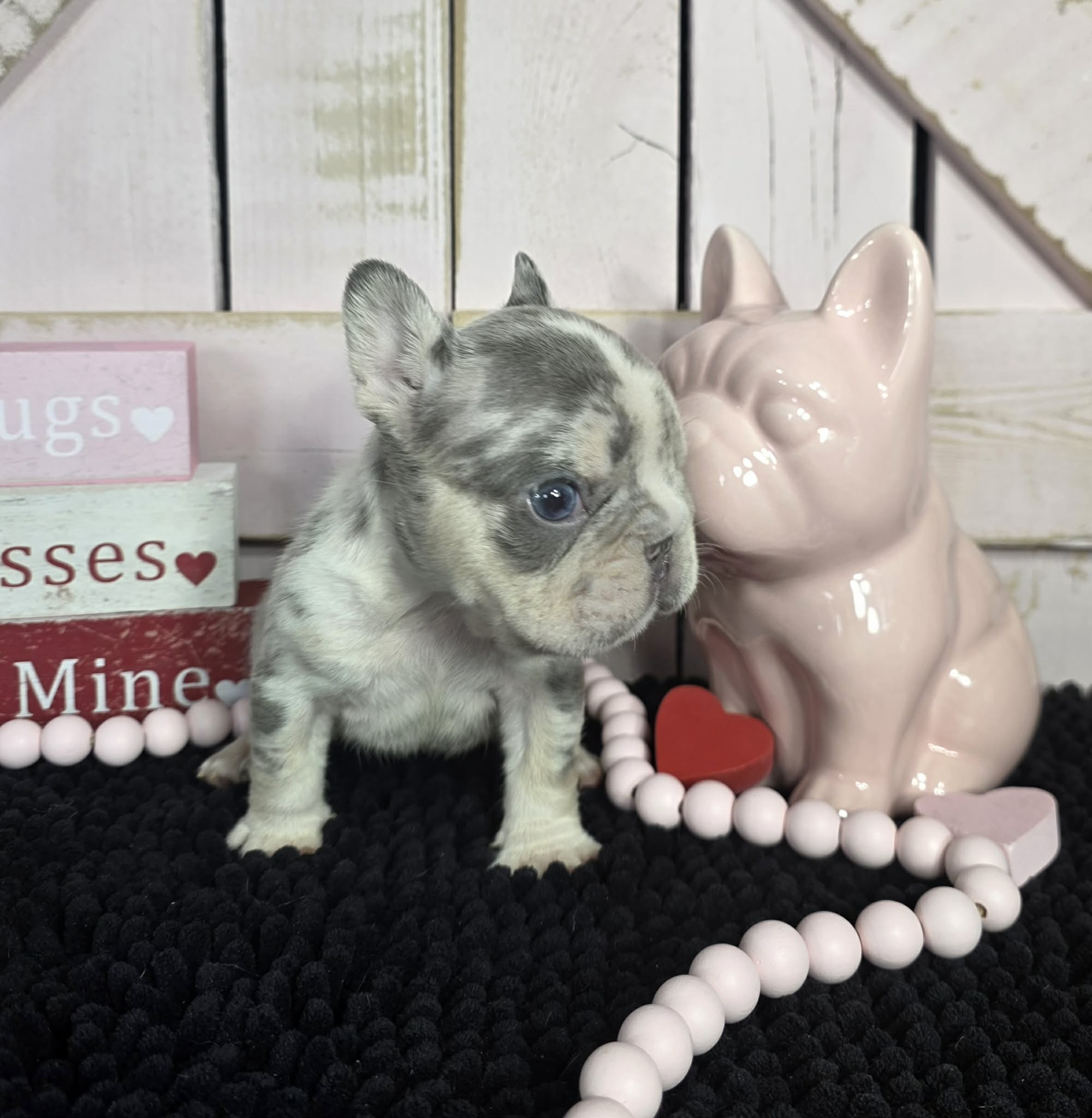 TPets-rectangle-web-banner-800x500