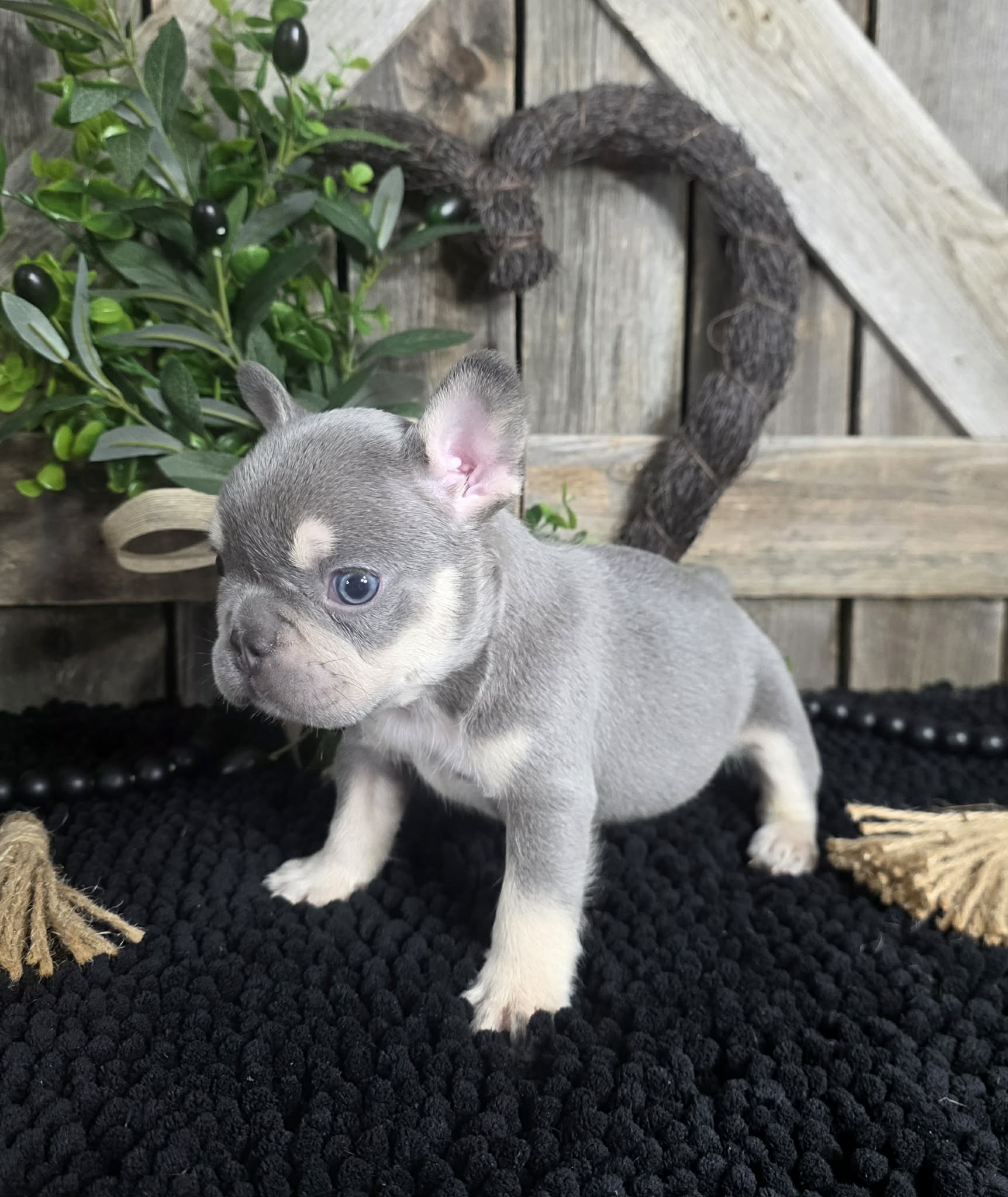 TPets-rectangle-web-banner-800x500