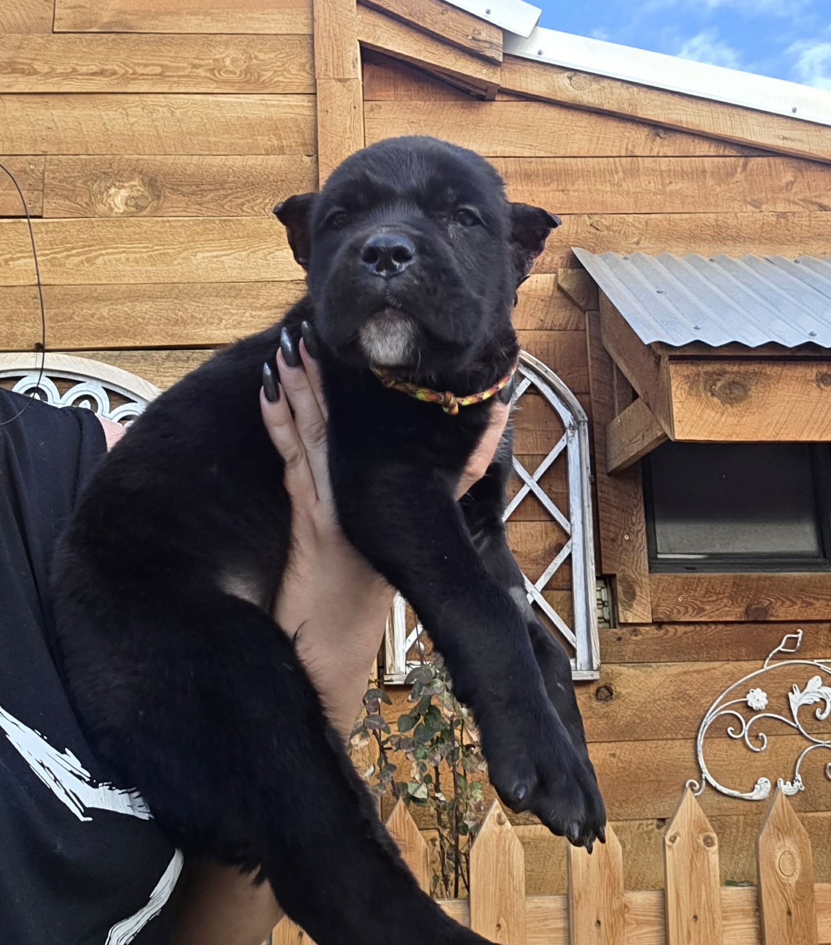 TPets-rectangle-web-banner-800x500