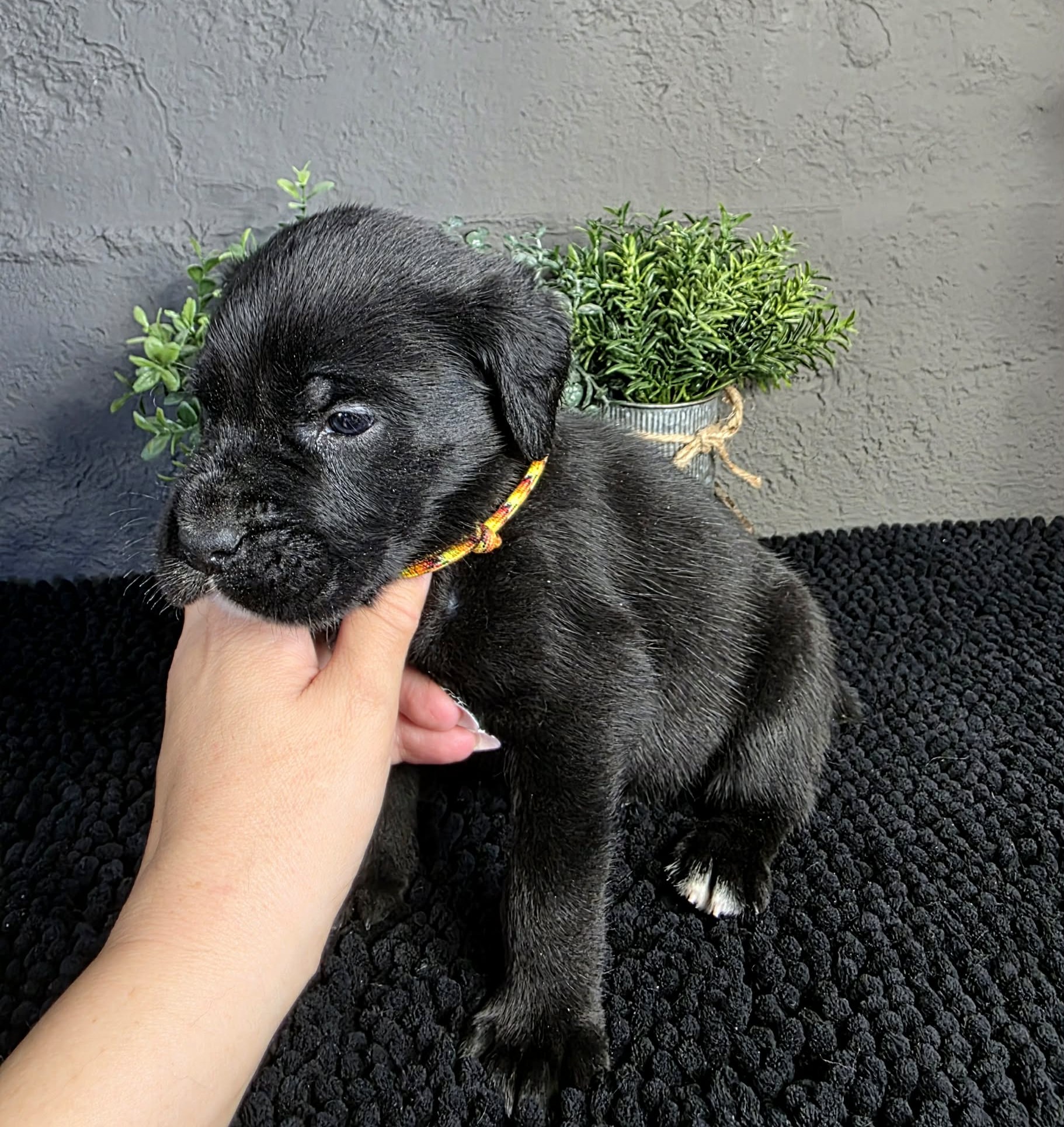 TPets-rectangle-web-banner-800x500