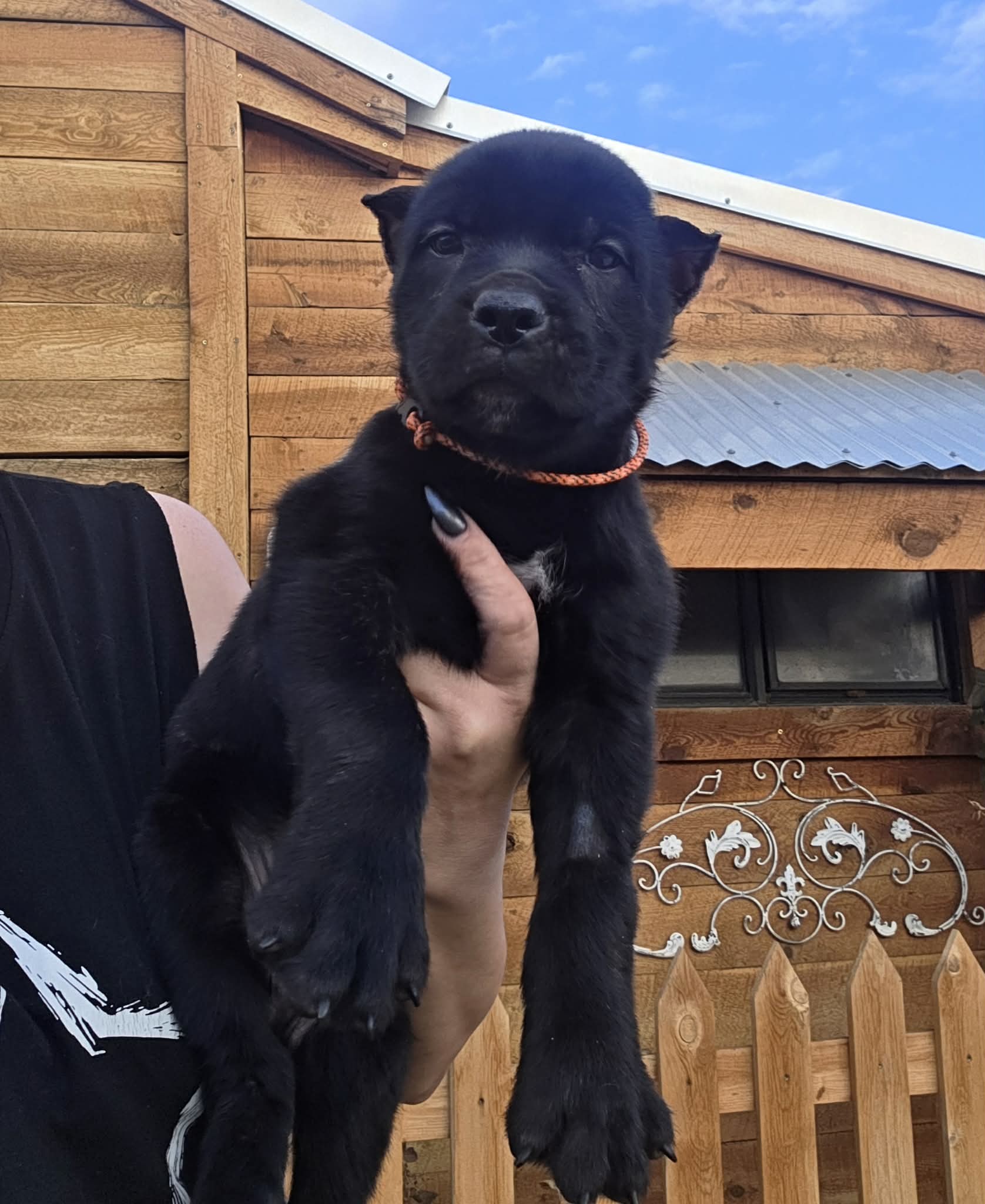 TPets-rectangle-web-banner-800x500