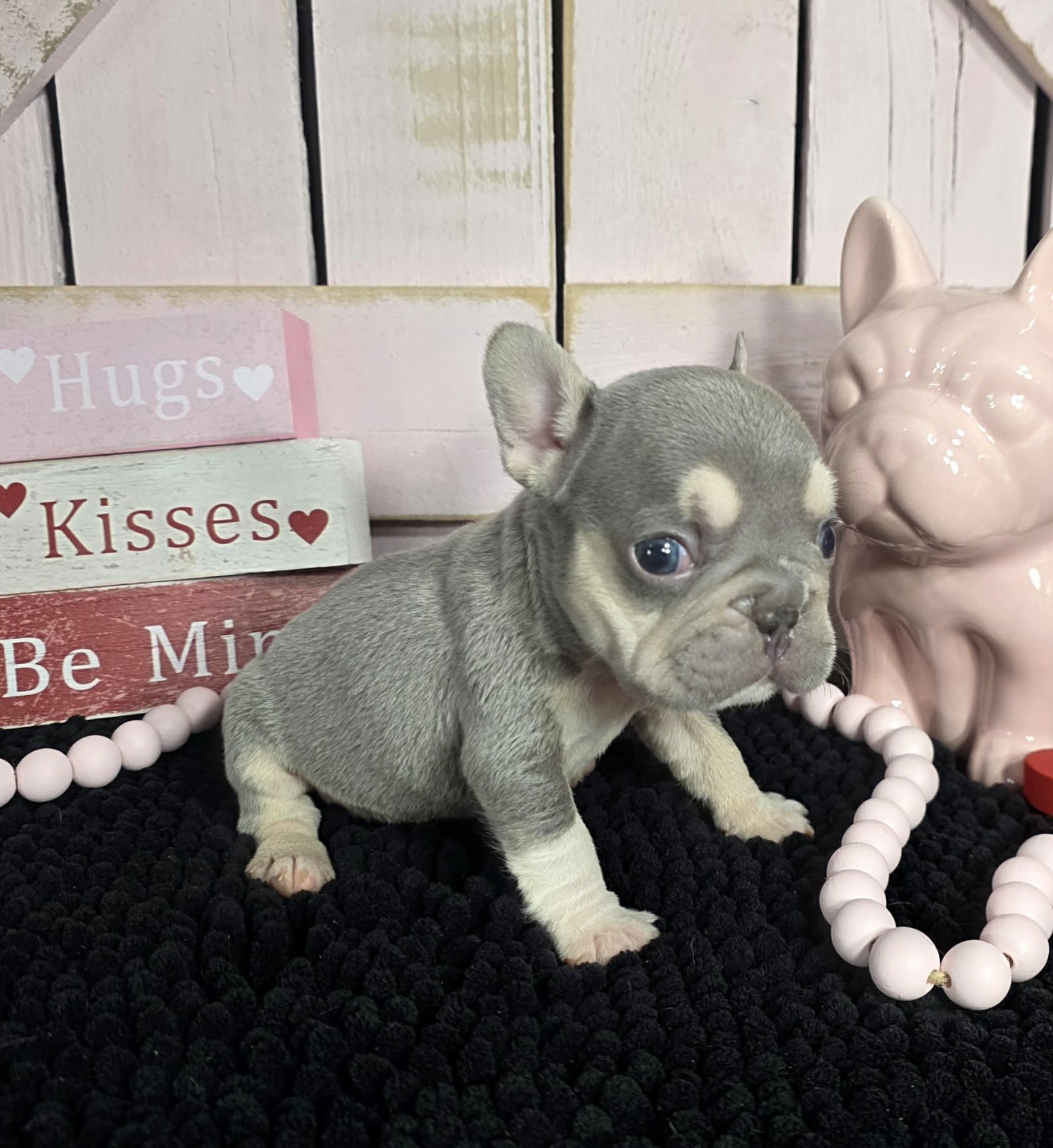 TPets-rectangle-web-banner-800x500