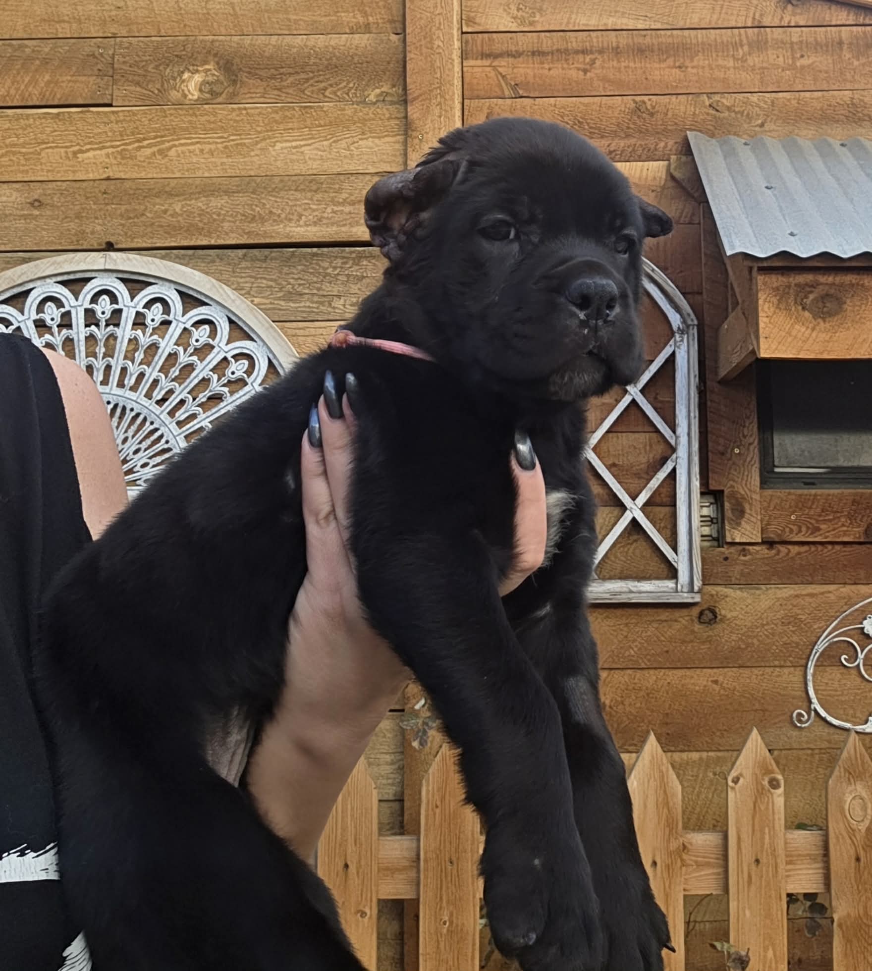 TPets-rectangle-web-banner-800x500